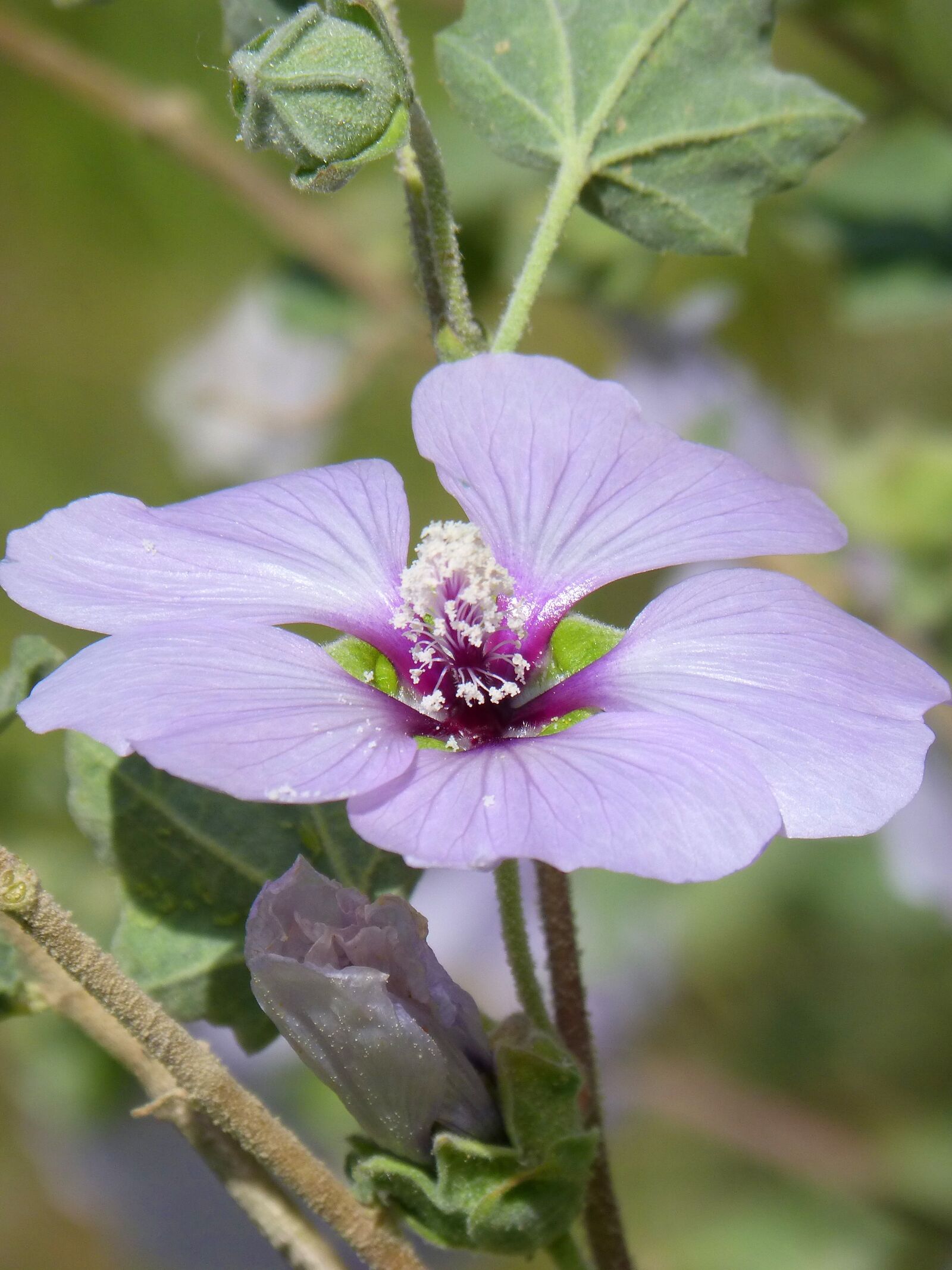 Panasonic DMC-FZ62 sample photo. Hibiscus syriacus, syrian rose photography