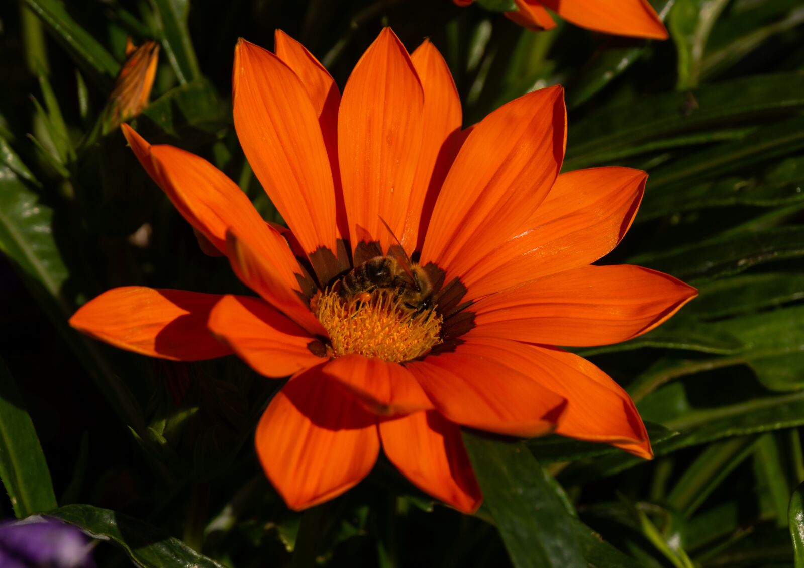 Sony SLT-A65 (SLT-A65V) + Sony DT 18-55mm F3.5-5.6 SAM sample photo. Flower, color, plant photography