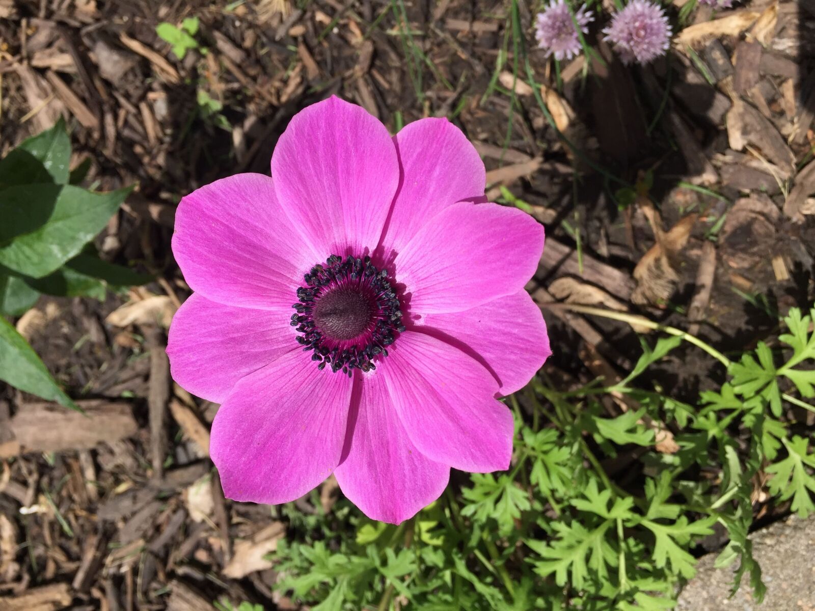 iPhone 6 back camera 4.15mm f/2.2 sample photo. Anemone, spring, bloom photography