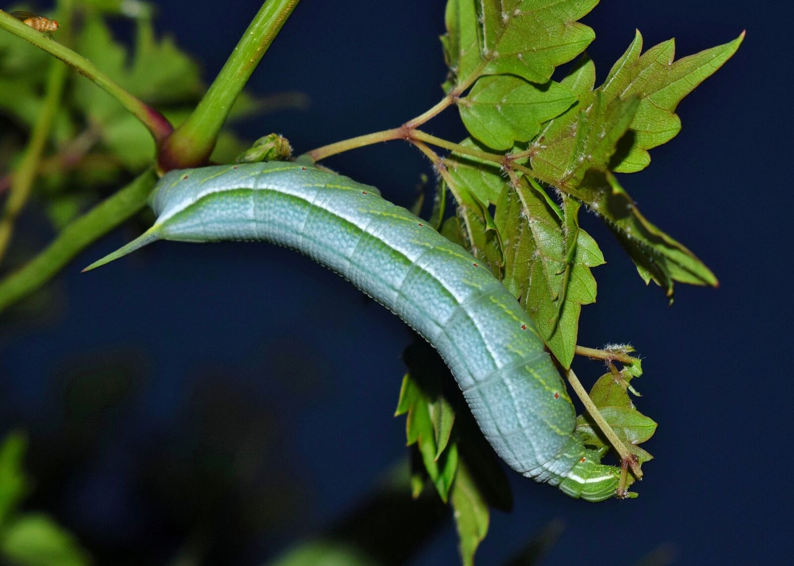 Nikon D5300 sample photo. Caterpillar, larvae, banded sphinx photography