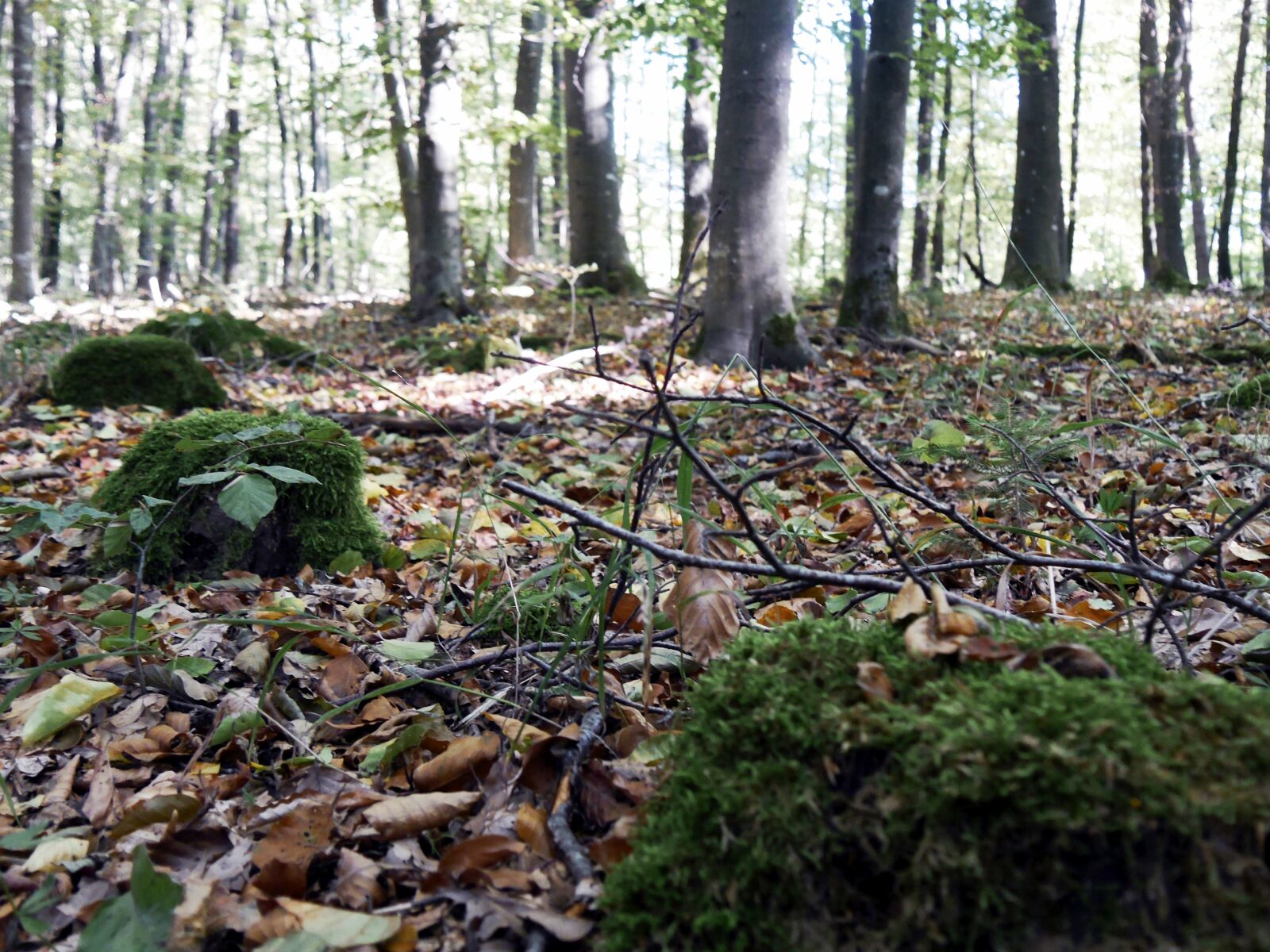 Panasonic Lumix DMC-G6 sample photo. Forest, rest, nature photography