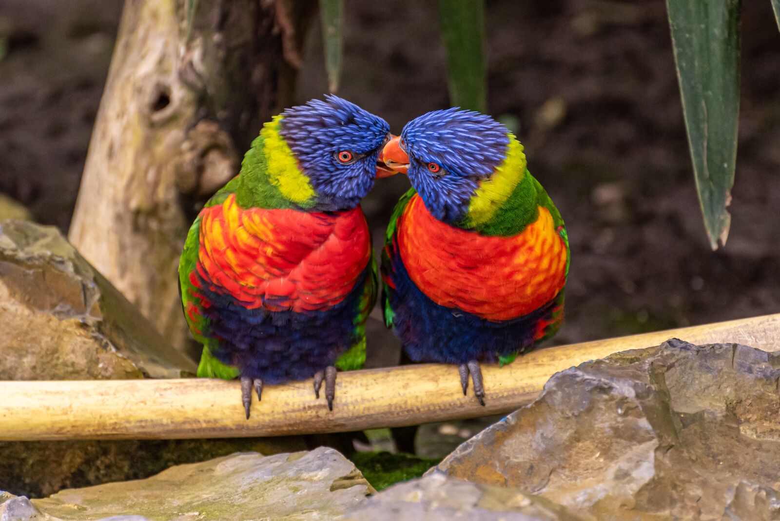 Nikon D750 sample photo. Birds, lori, animal photography