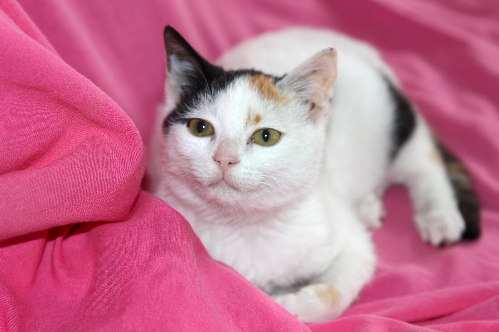 Canon EF 24-70mm F2.8L II USM sample photo. Cat, animal, cute photography