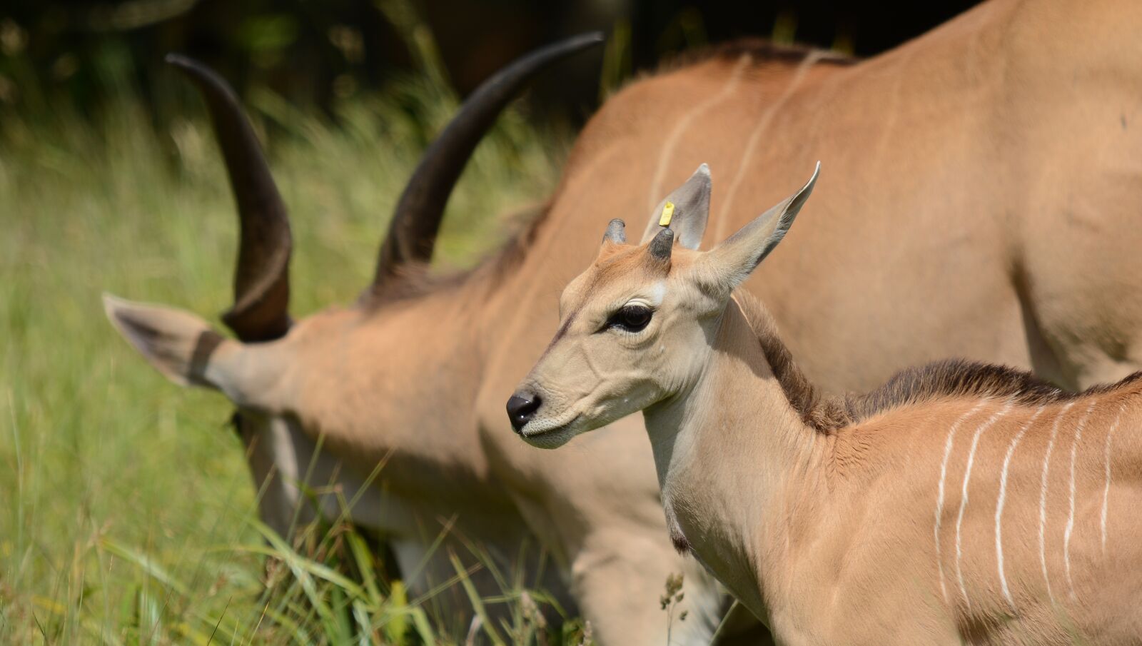 Nikon D7100 sample photo. Antelope, young, adult photography