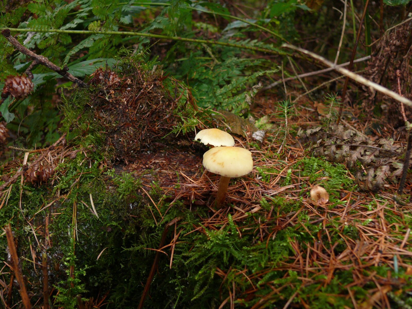 Panasonic DMC-FZ50 sample photo. Forest mushroom, mushroom, forest photography