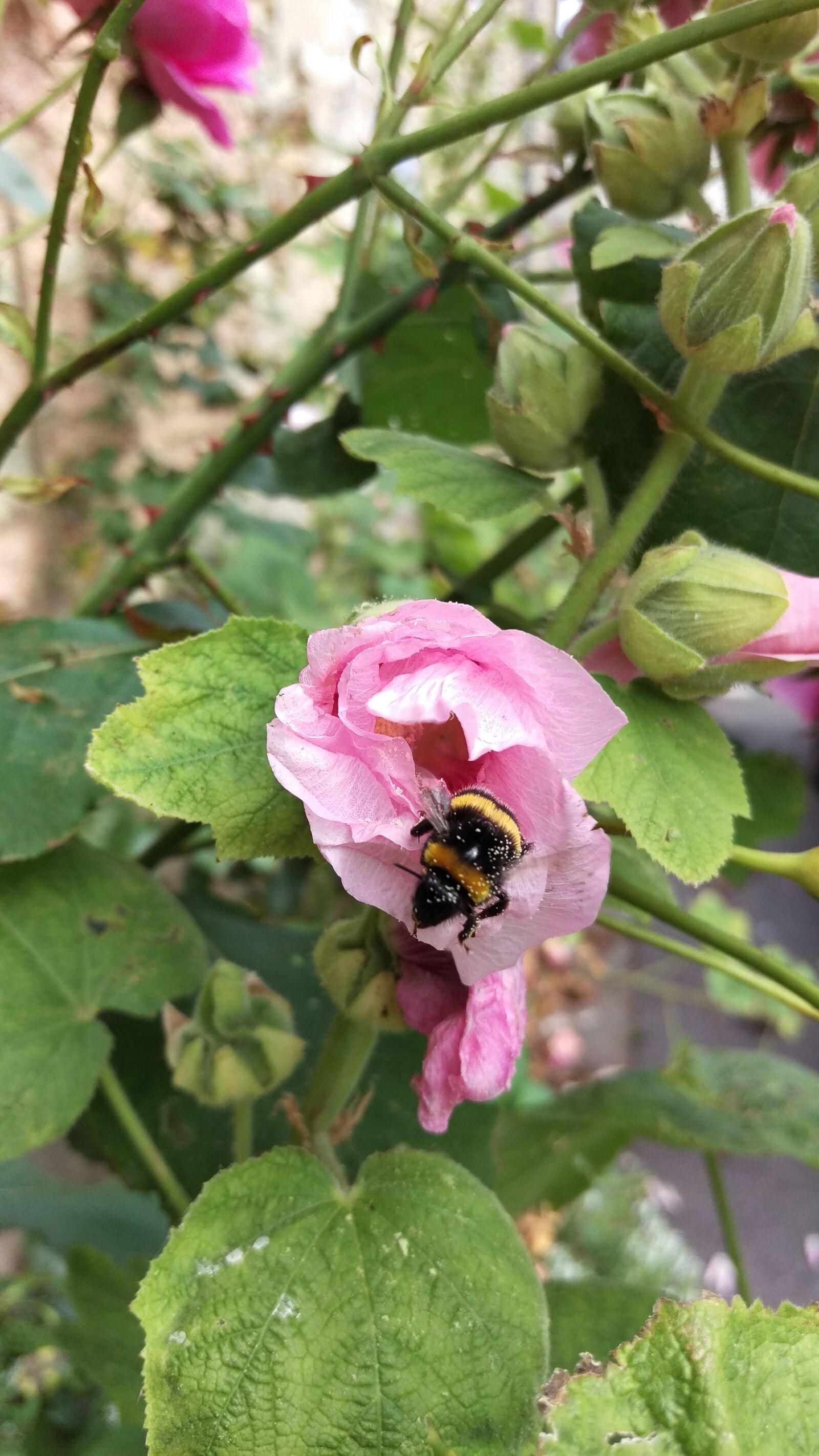 HTC ONE M9 sample photo. Hollyhock, flower, bumblebee photography