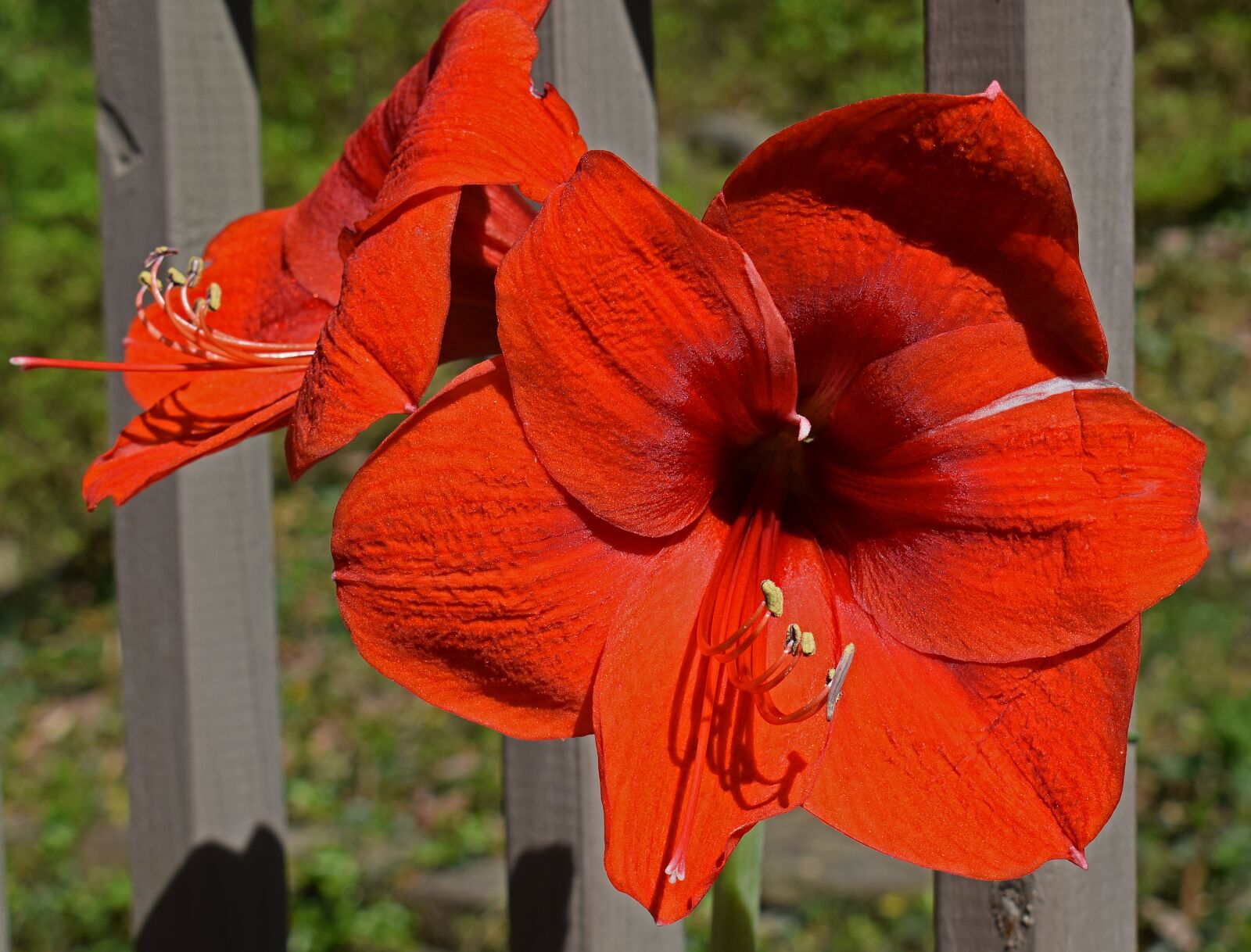 Nikon D3300 sample photo. Red-hot amaryllis, flower, blossom photography
