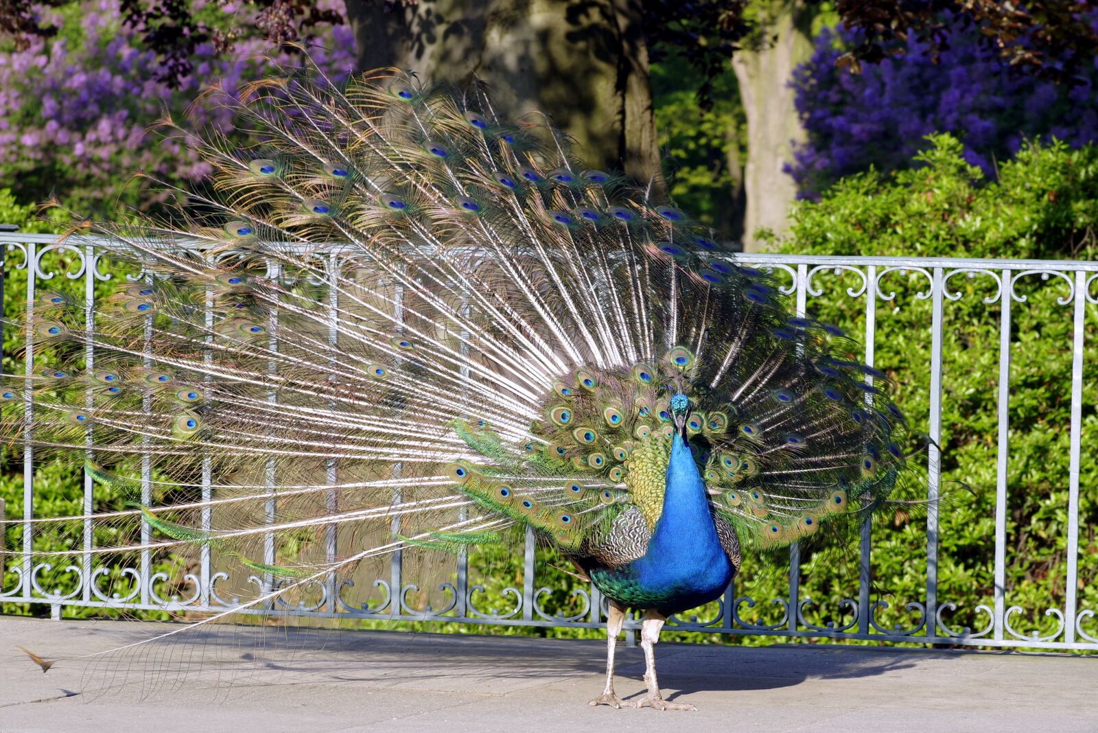 Pentax K-S2 sample photo. Peacock, bird, park tail photography