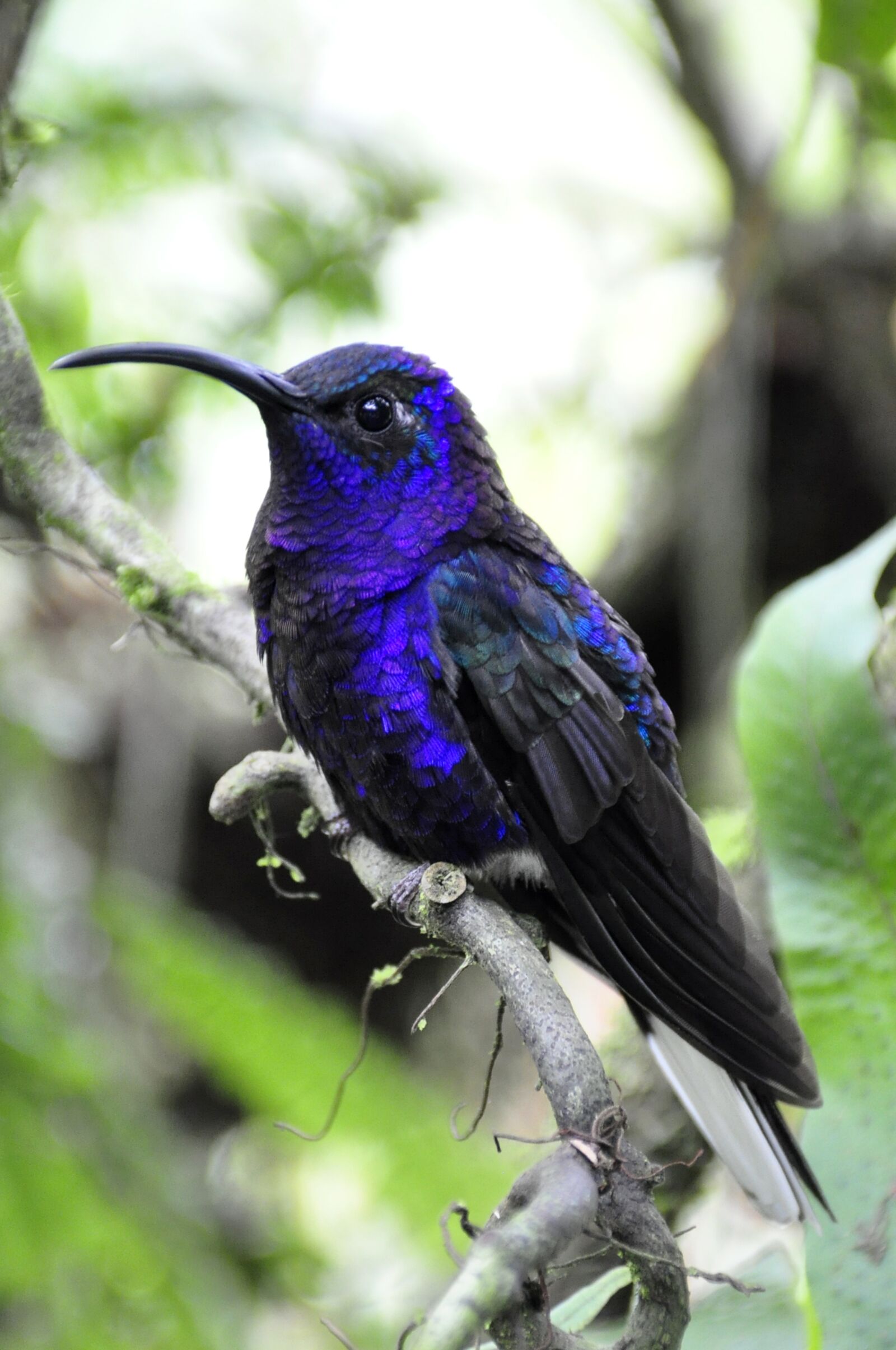 Nikon D90 sample photo. Hummingbird, bird, jungle photography