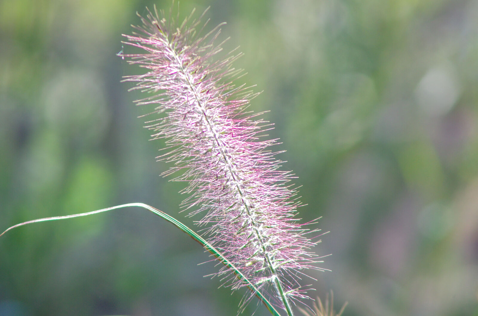 Pentax K-5 sample photo