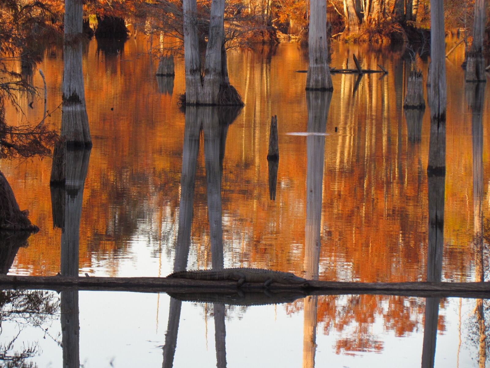 Canon PowerShot SX30 IS sample photo. Swamp, cypress, trees photography