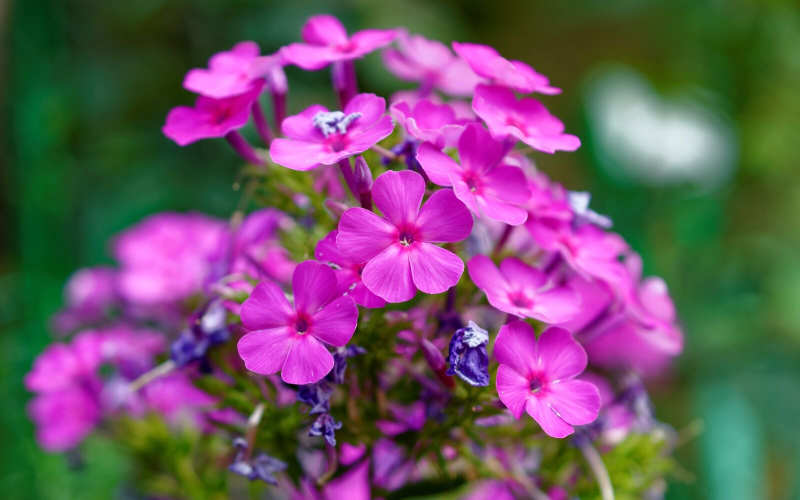 Nikon D5100 sample photo. Flowers, petals, red photography