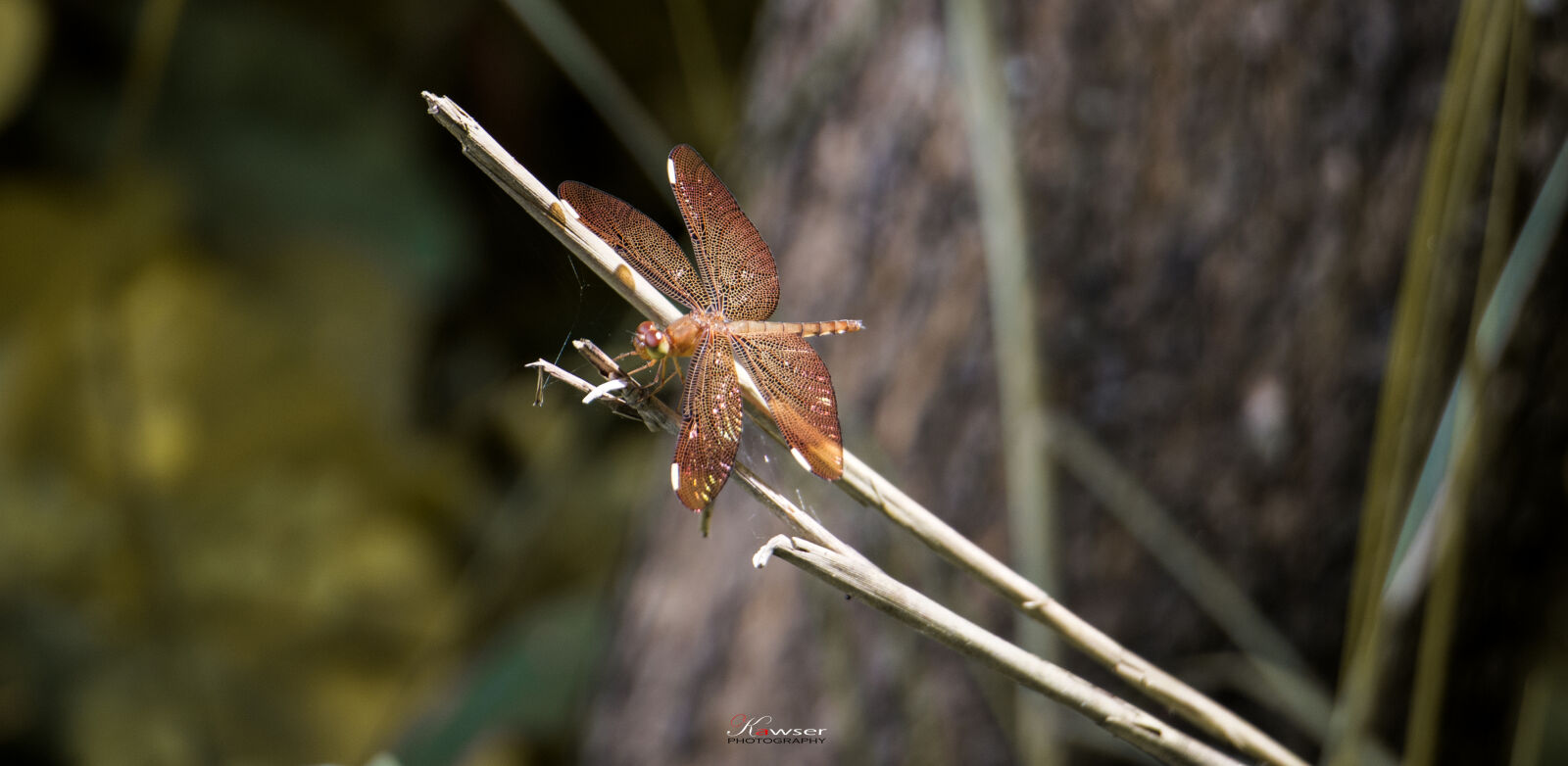 Canon EOS 70D sample photo