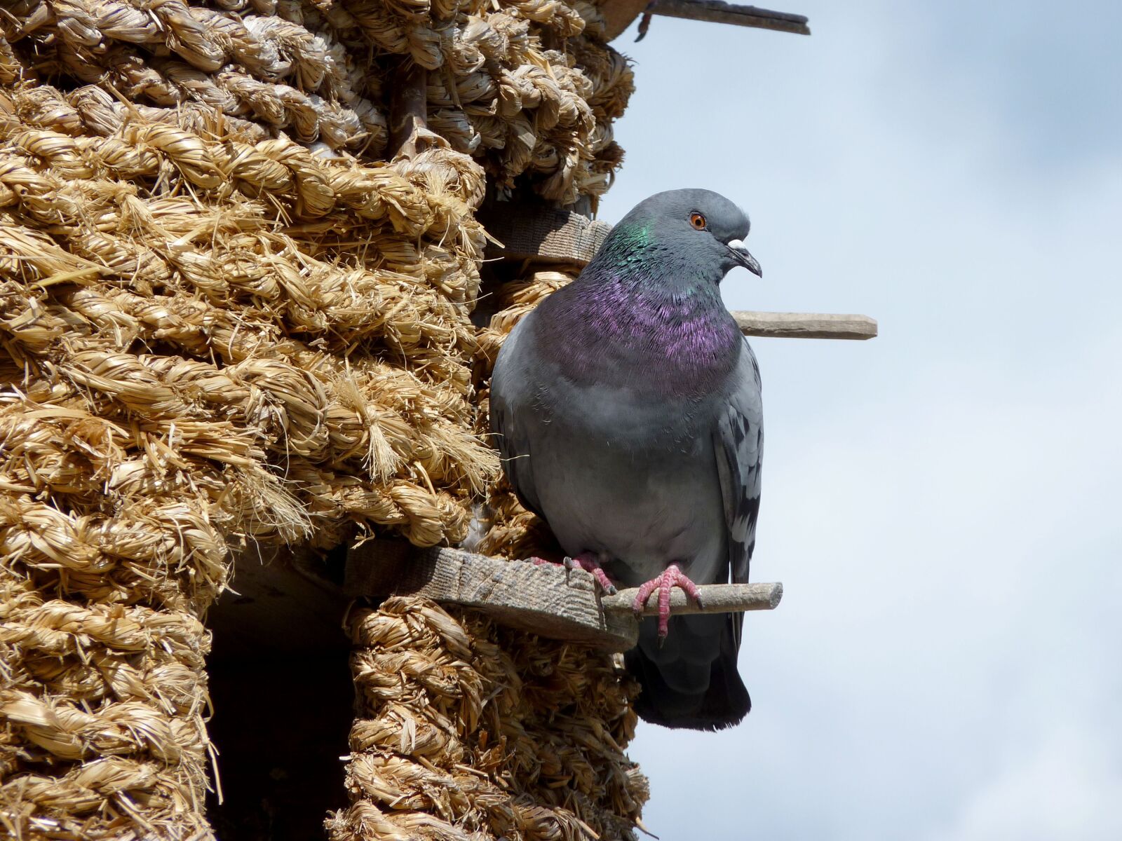 Panasonic Lumix DMC-FZ35 (Lumix DMC-FZ38) sample photo. Dove, dovecote, bird photography