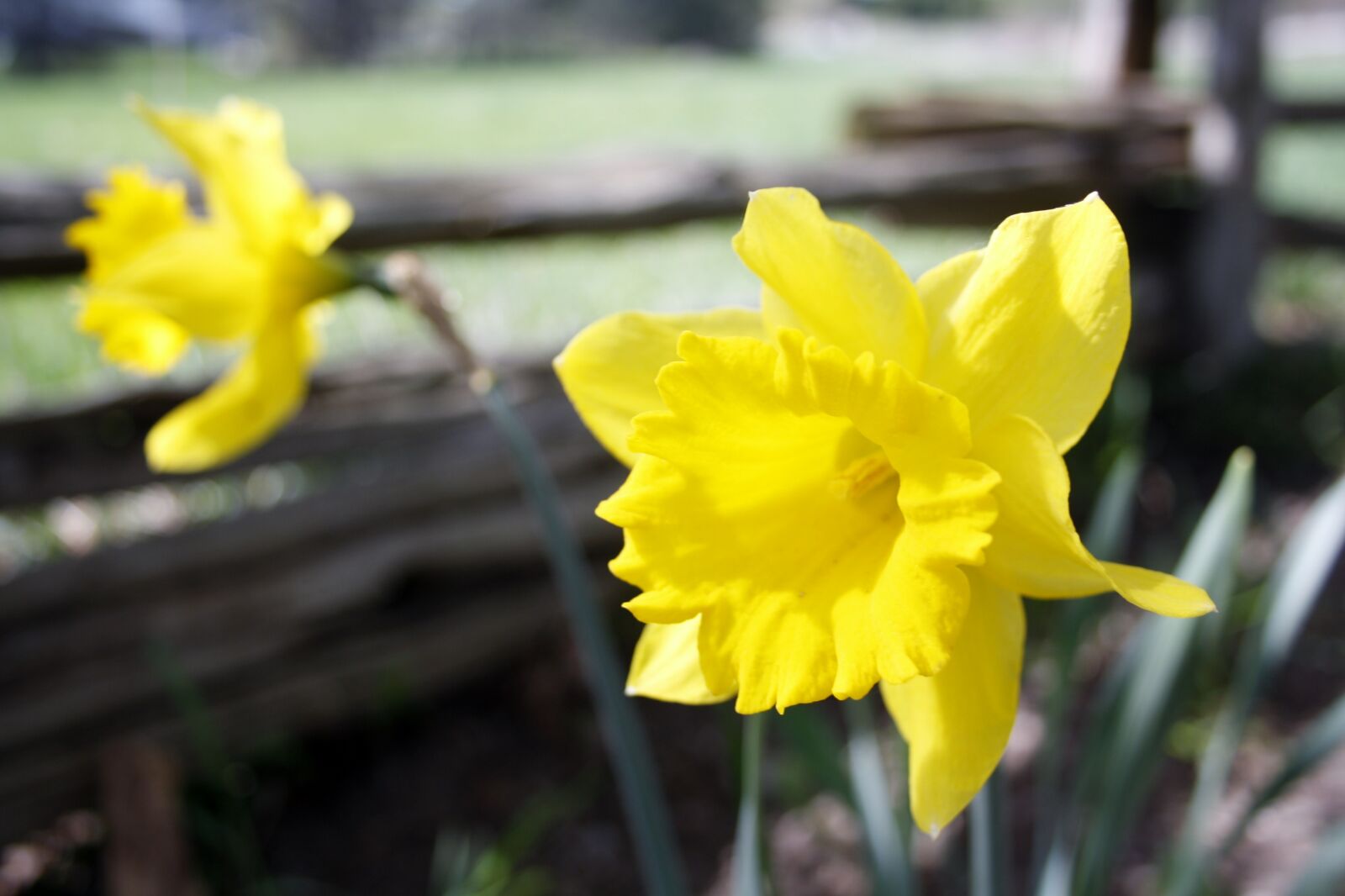Canon EOS 1000D (EOS Digital Rebel XS / EOS Kiss F) sample photo. Flower, daffodil, yellow photography