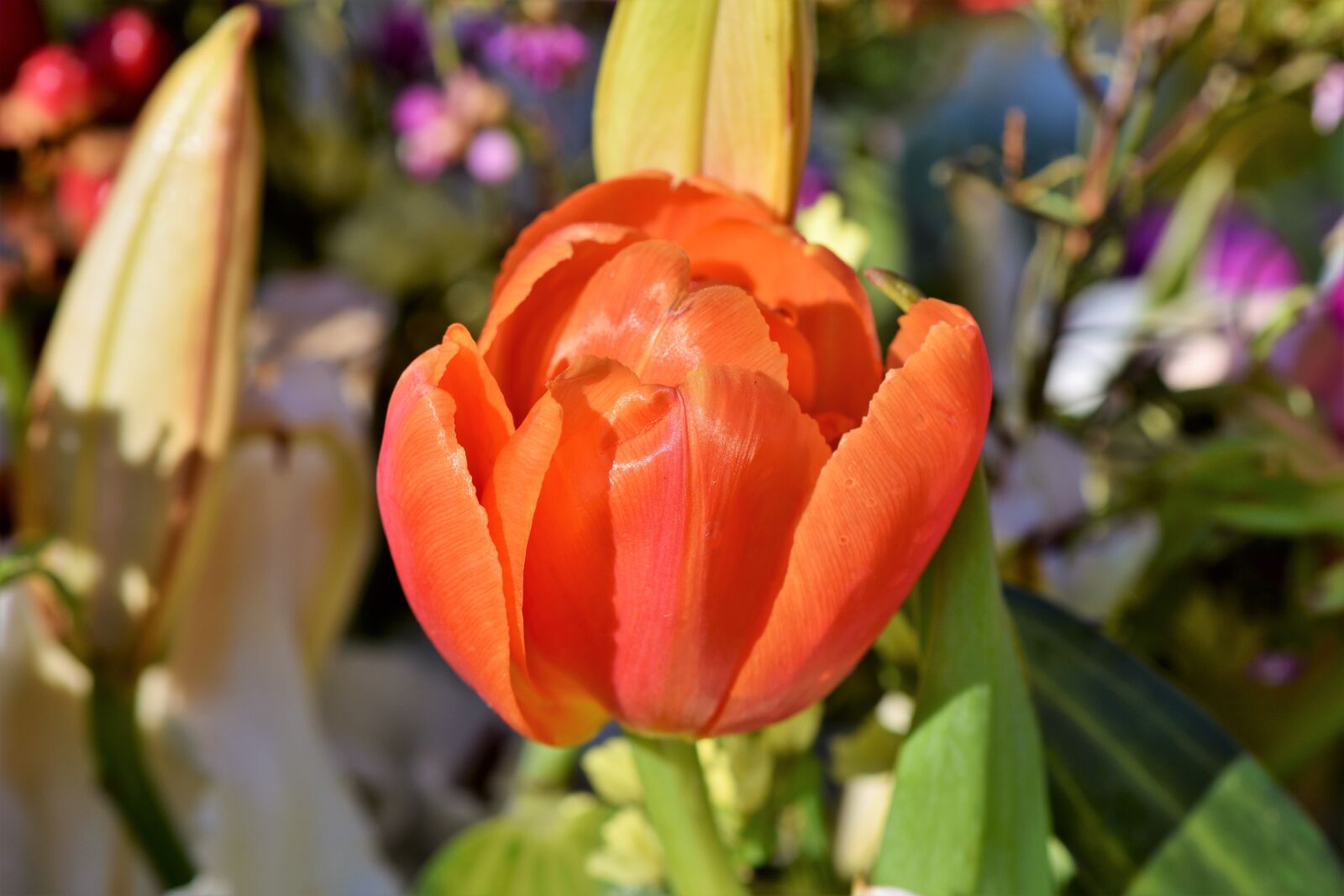 Nikon D7200 sample photo. Tulip, blossom, bloom photography