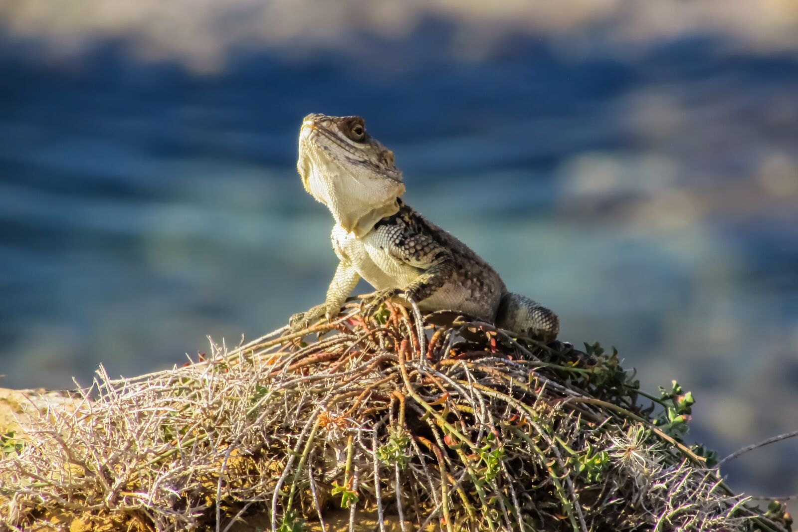 Canon PowerShot SX400 IS sample photo. Stellagama stellio cypriaca, lizard photography