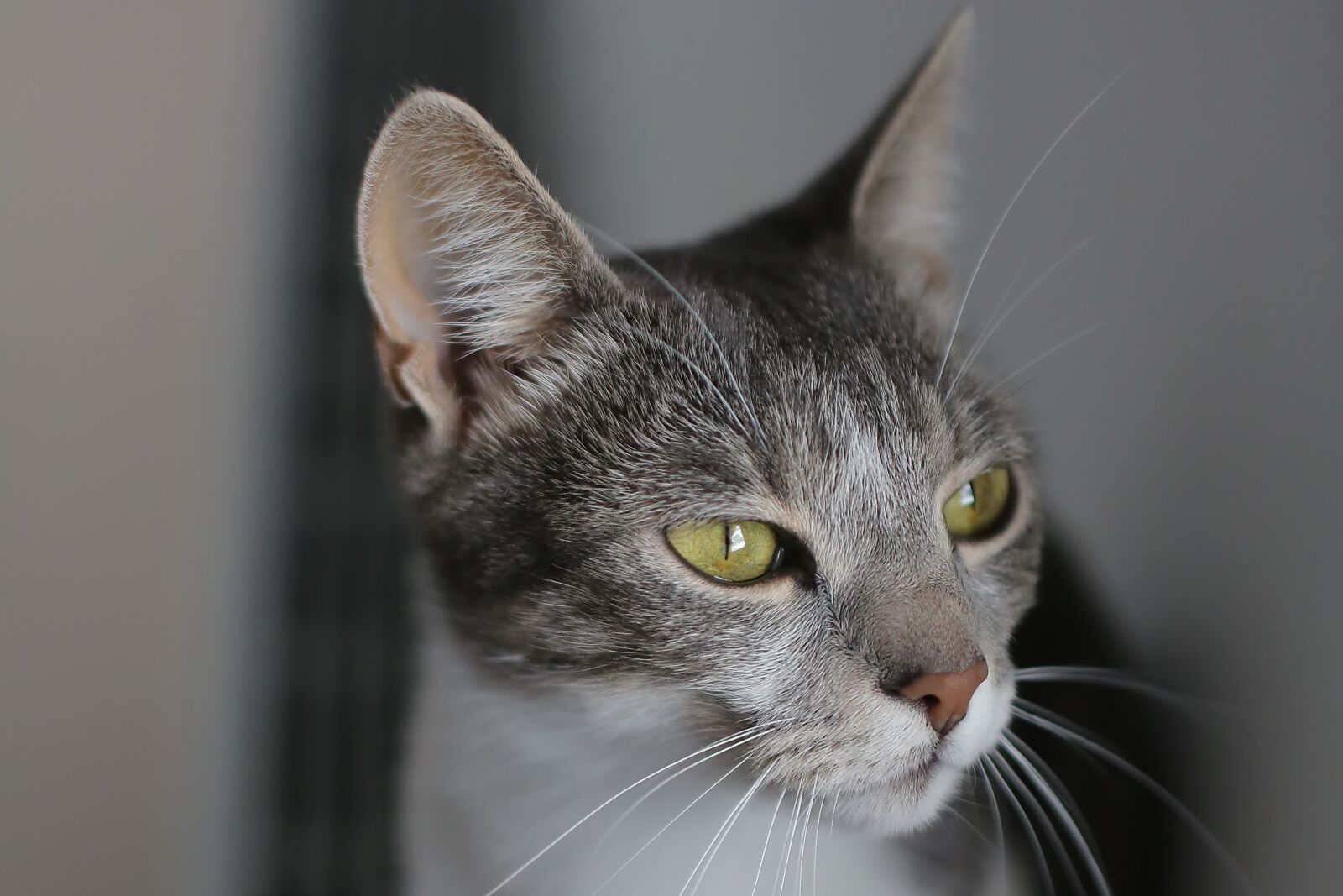 Canon EF 50mm F1.4 USM sample photo. Domestic cat, head, close-up photography