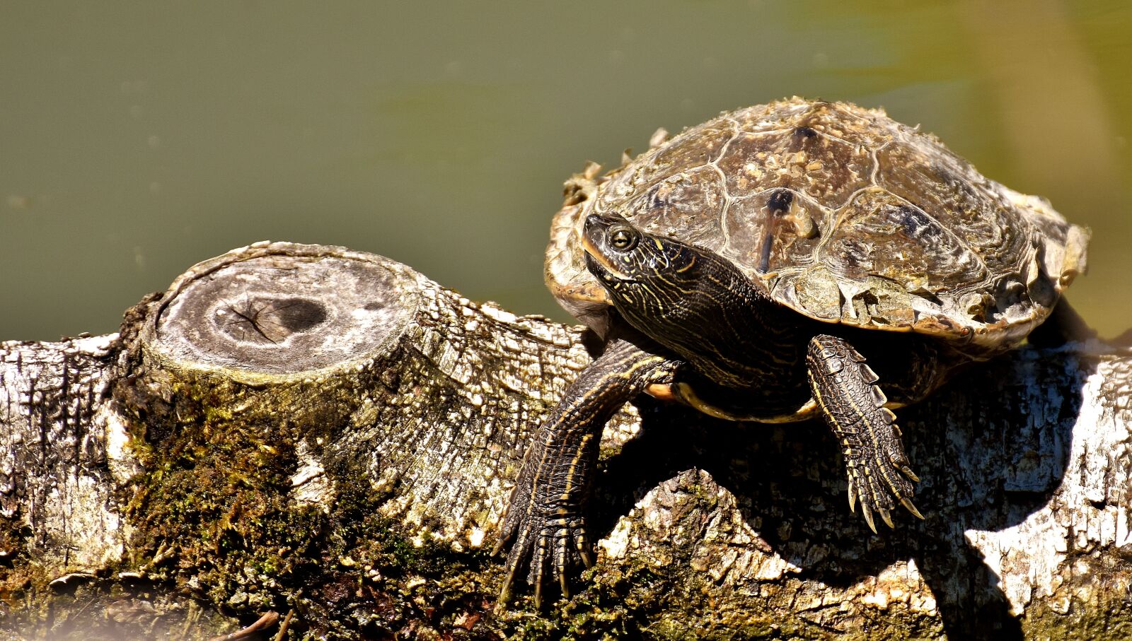 Nikon D7200 sample photo. Turtle, water turtle, animal photography