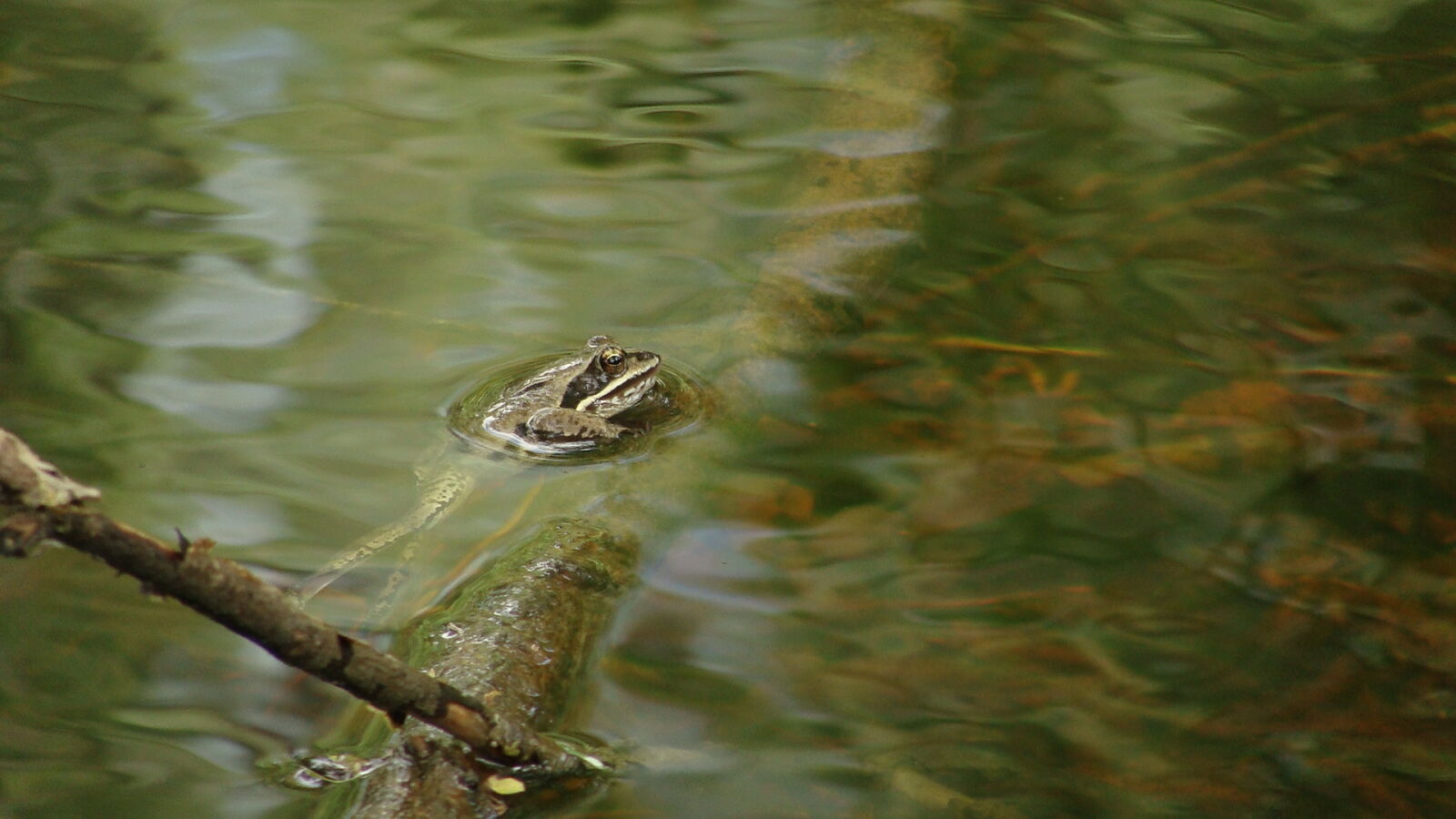 Sony Cyber-shot DSC-H10 sample photo. Branch, frog, legs, pond photography