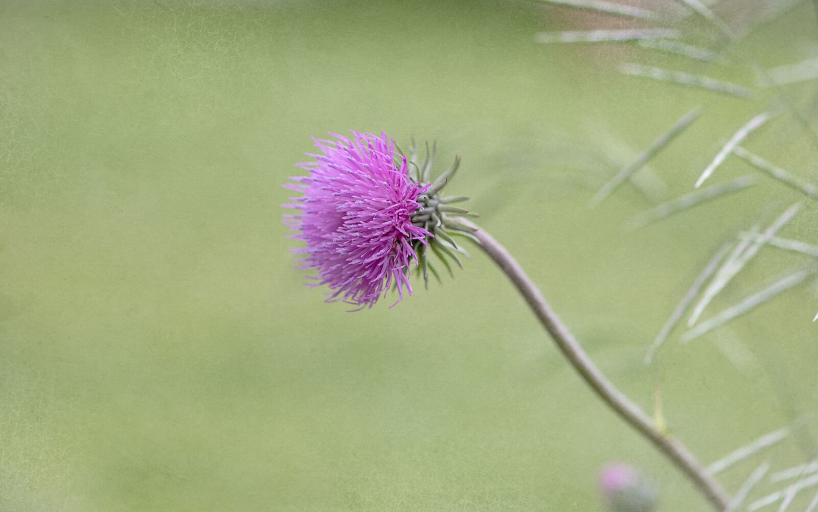 Nikon D750 sample photo. Flower, plant, blossom photography