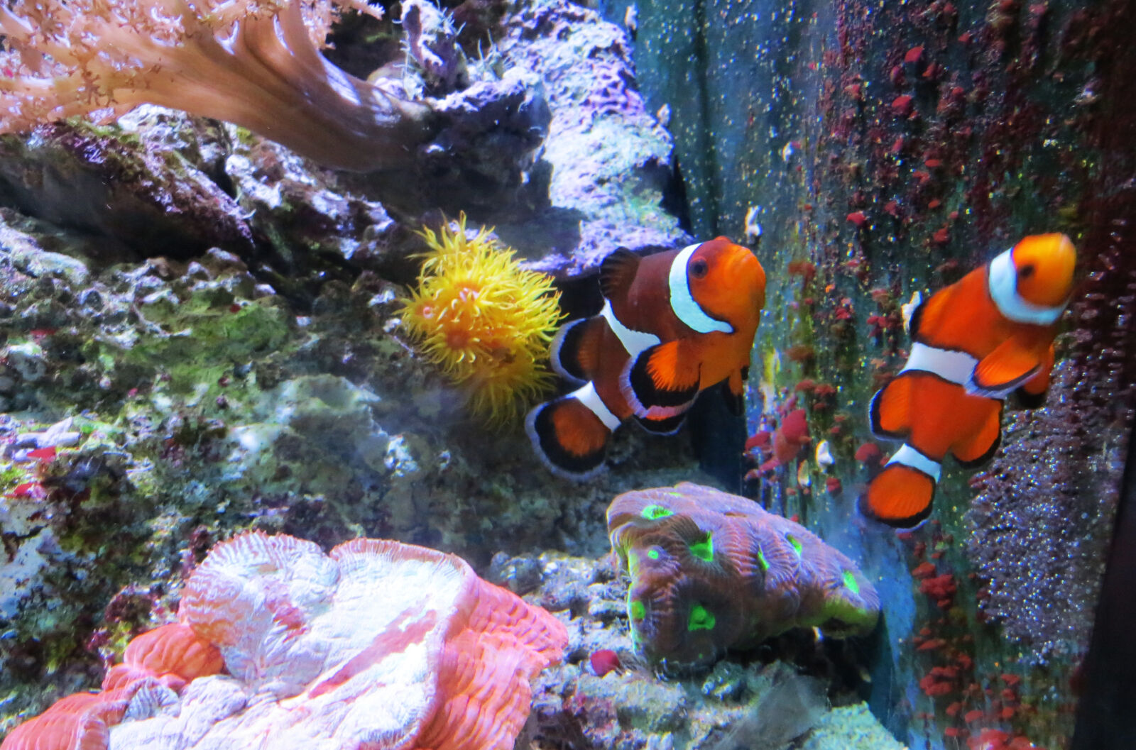 Canon PowerShot SX240 HS sample photo. Animal, aquarium, clown, fish photography