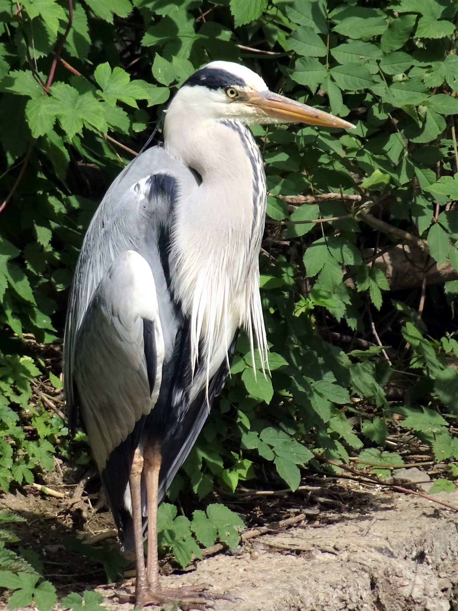 Sony Cyber-shot DSC-HX90V sample photo. Heron, birds, animals photography
