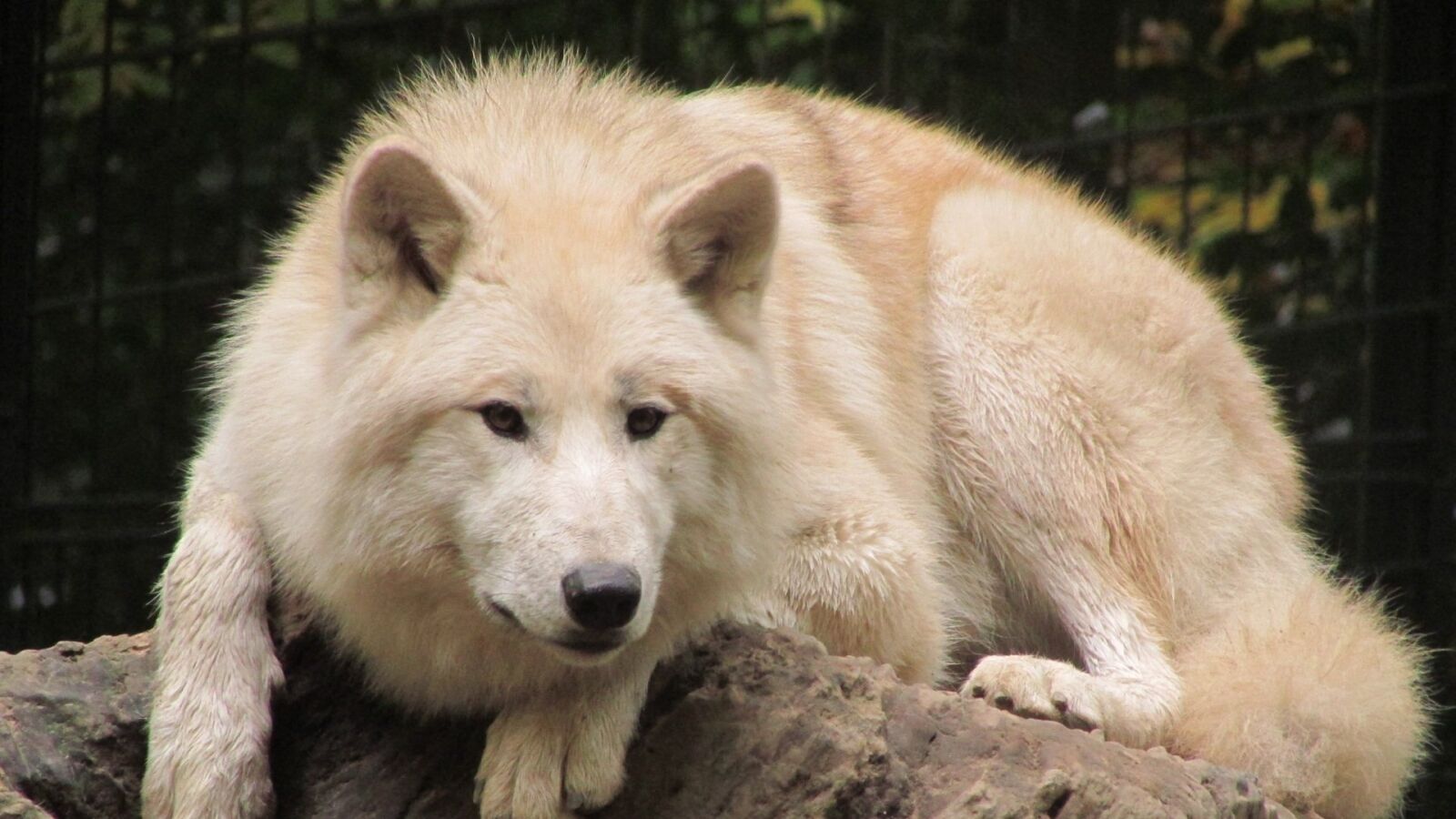 Canon PowerShot SX500 IS sample photo. Wolf, wuppertaler zoo, white photography
