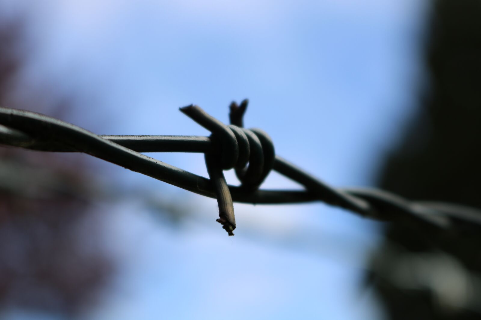 Canon EOS 750D (EOS Rebel T6i / EOS Kiss X8i) sample photo. Barbed wire, barbed wire photography