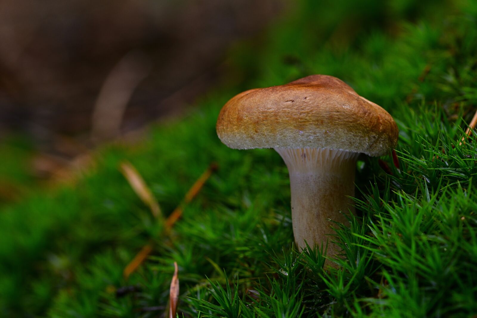 Nikon D5200 sample photo. Forest, mushroom, moss photography