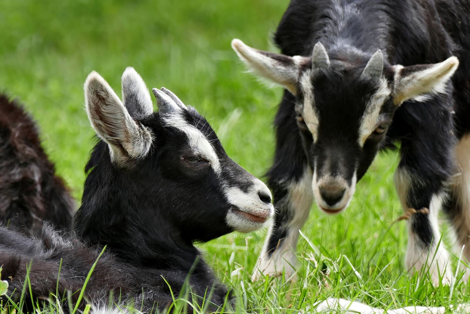 Panasonic Lumix DMC-FZ1000 sample photo. Goats, horns, animal photography
