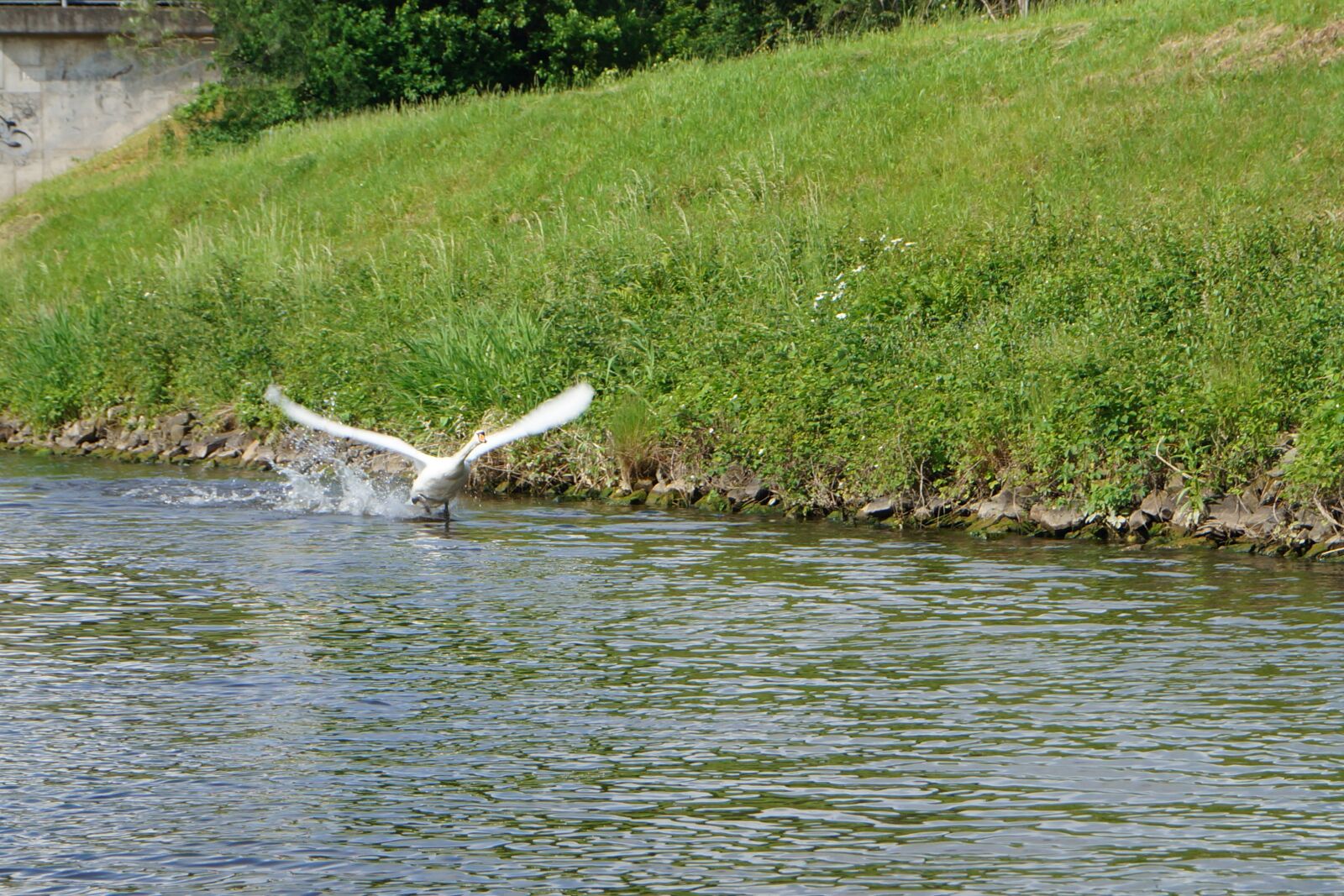 Sony SLT-A57 sample photo. Swan, water, flies photography