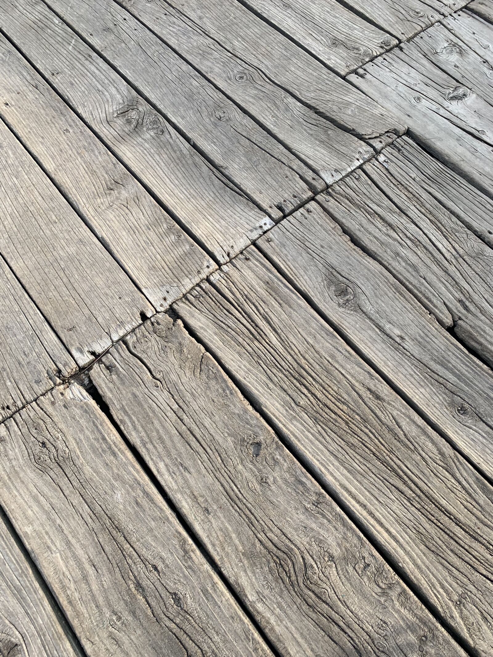 iPhone XR back camera 4.25mm f/1.8 sample photo. Woodgrain, nature, natural photography