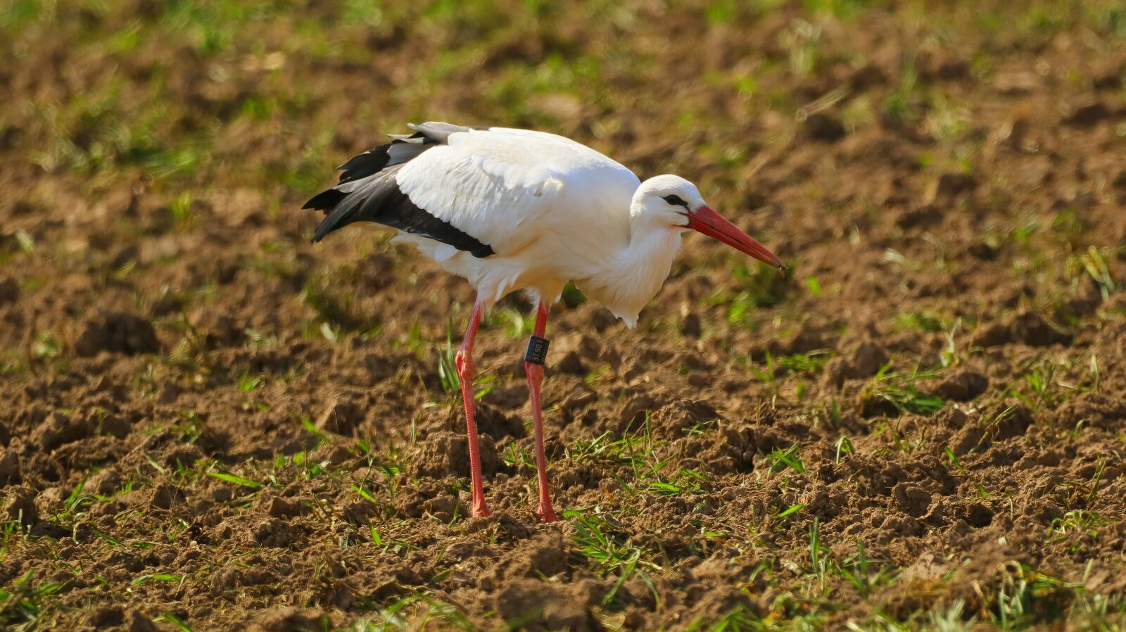 150-600mm F5-6.3 DG OS HSM | Contemporary 015 sample photo. Stork, storck, bird photography