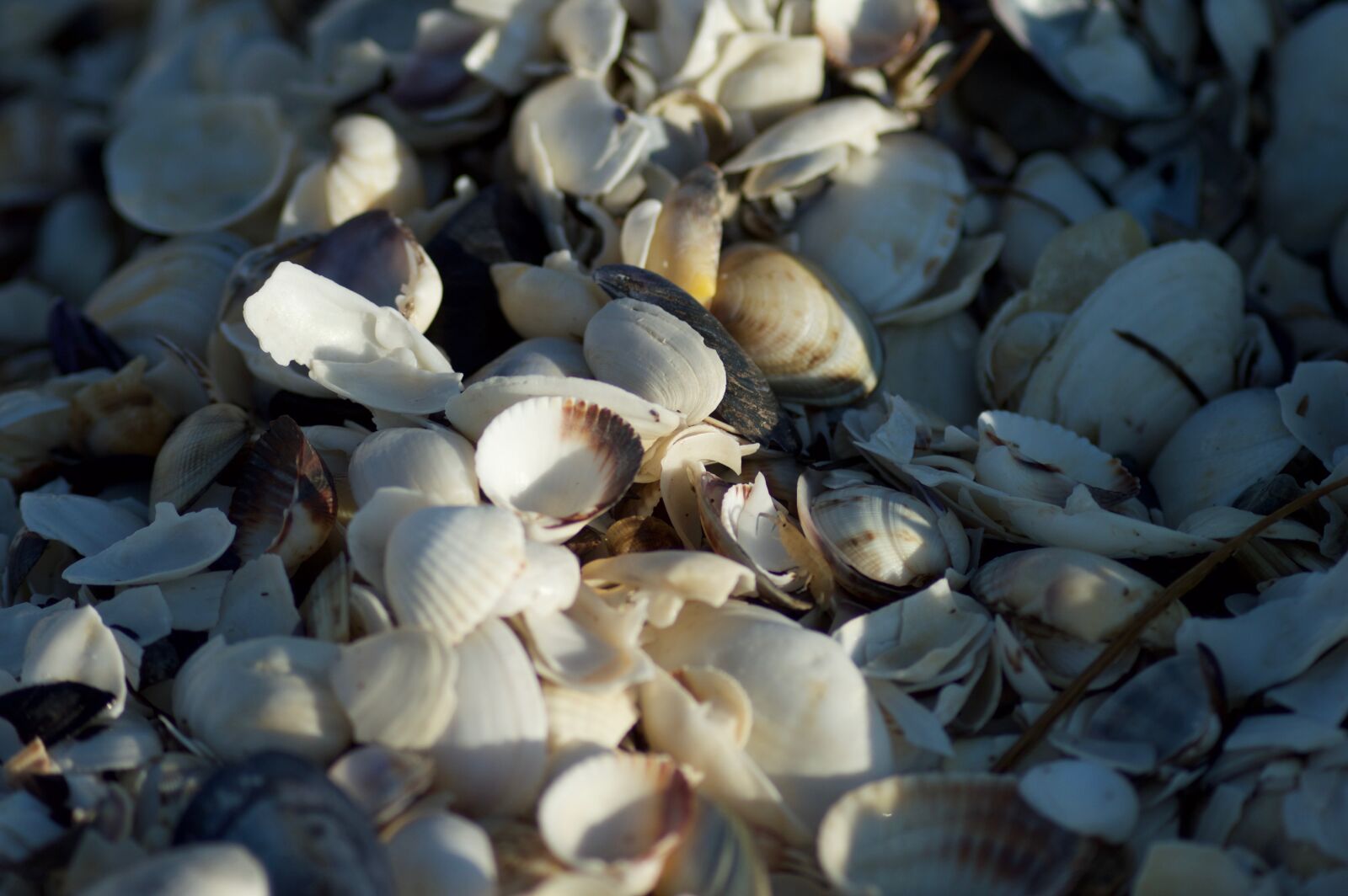 Nikon D3200 sample photo. Shells, sea, beach photography
