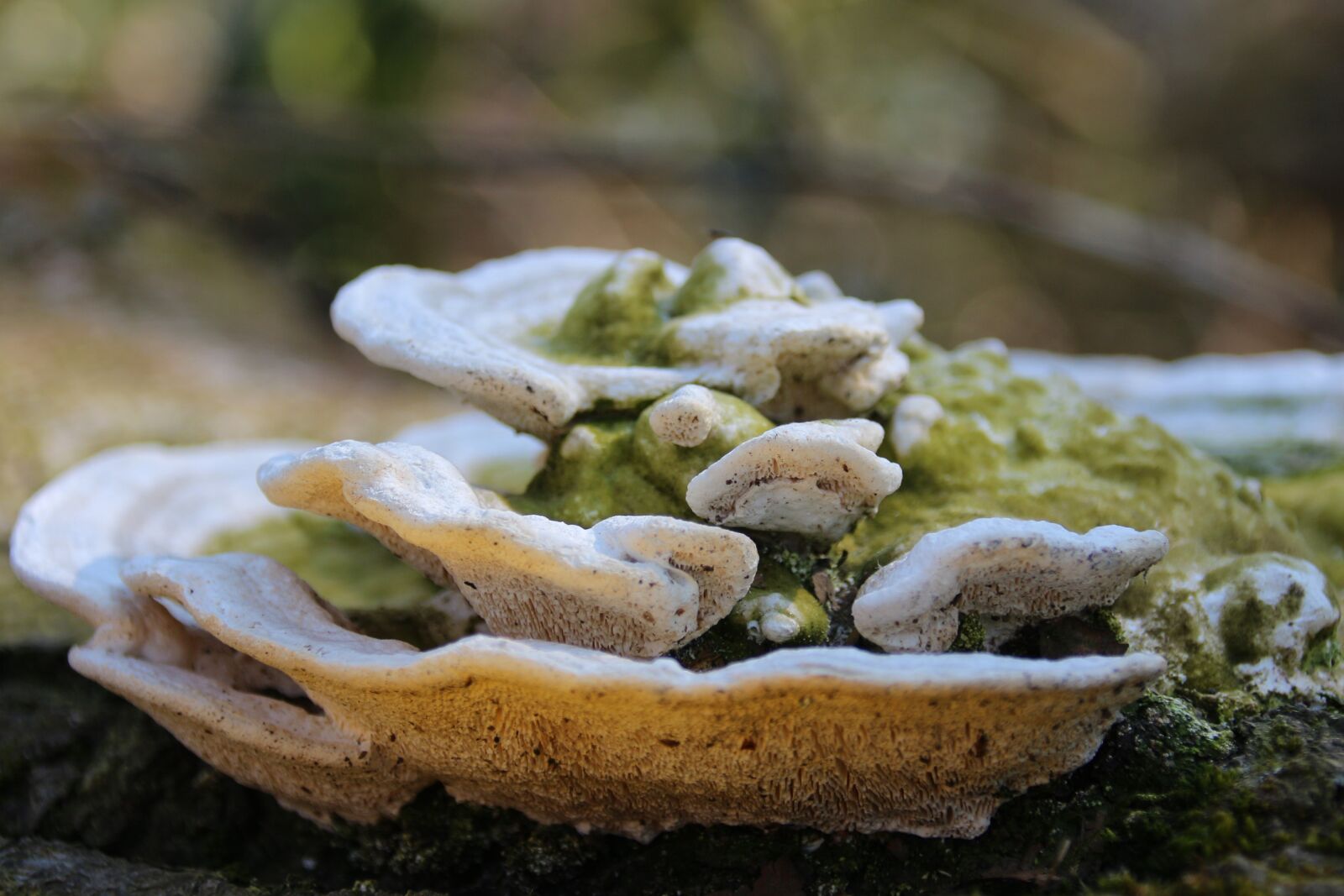Canon EOS 700D (EOS Rebel T5i / EOS Kiss X7i) sample photo. Mushrooms, tree, forest photography