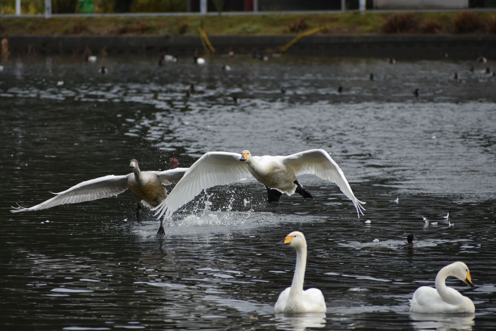 Nikon D7200 sample photo. Animal, lake, waterside photography