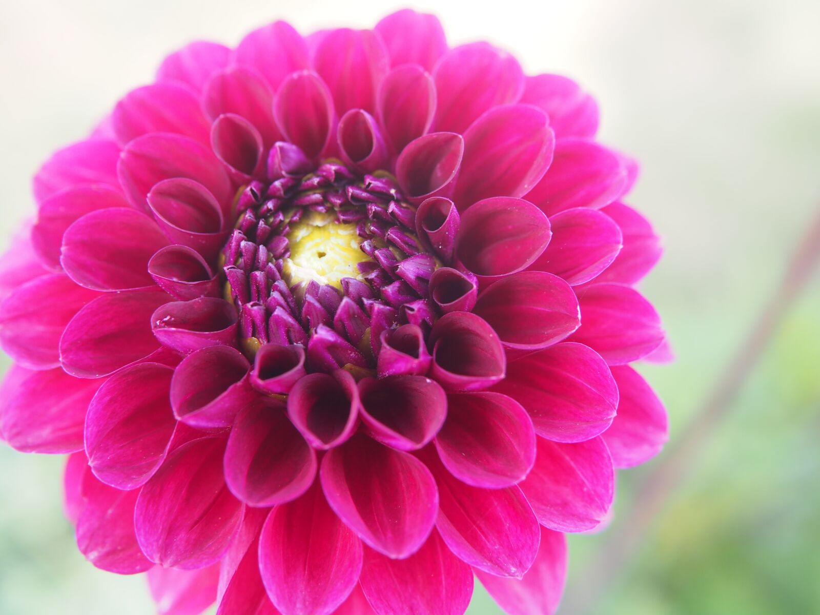 Olympus OM-D E-M10 sample photo. Dahlia, blossom, bloom photography