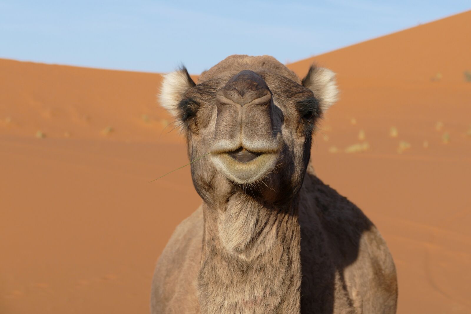Panasonic Lumix DMC-FZ1000 sample photo. Merzouga, morocco, africa photography