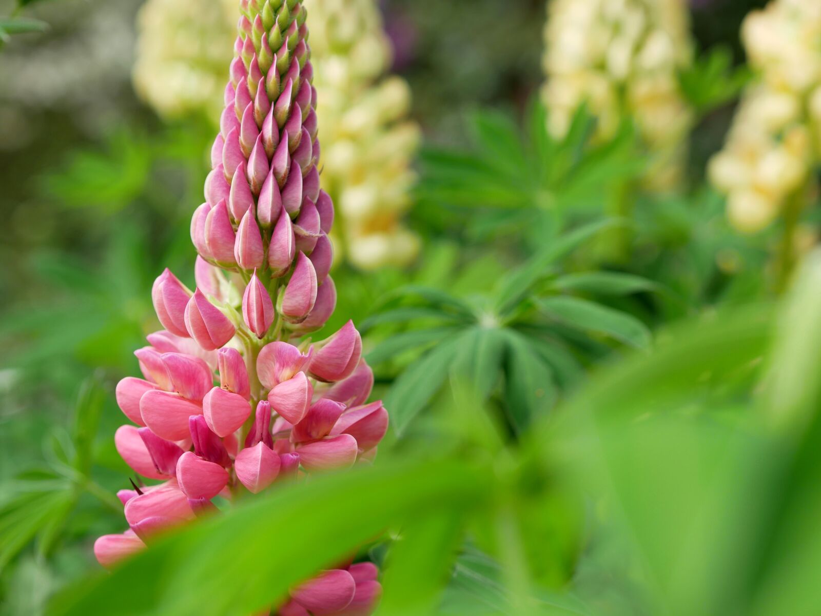 Panasonic Lumix DMC-GX85 (Lumix DMC-GX80 / Lumix DMC-GX7 Mark II) sample photo. Lupine, blossom, bloom photography