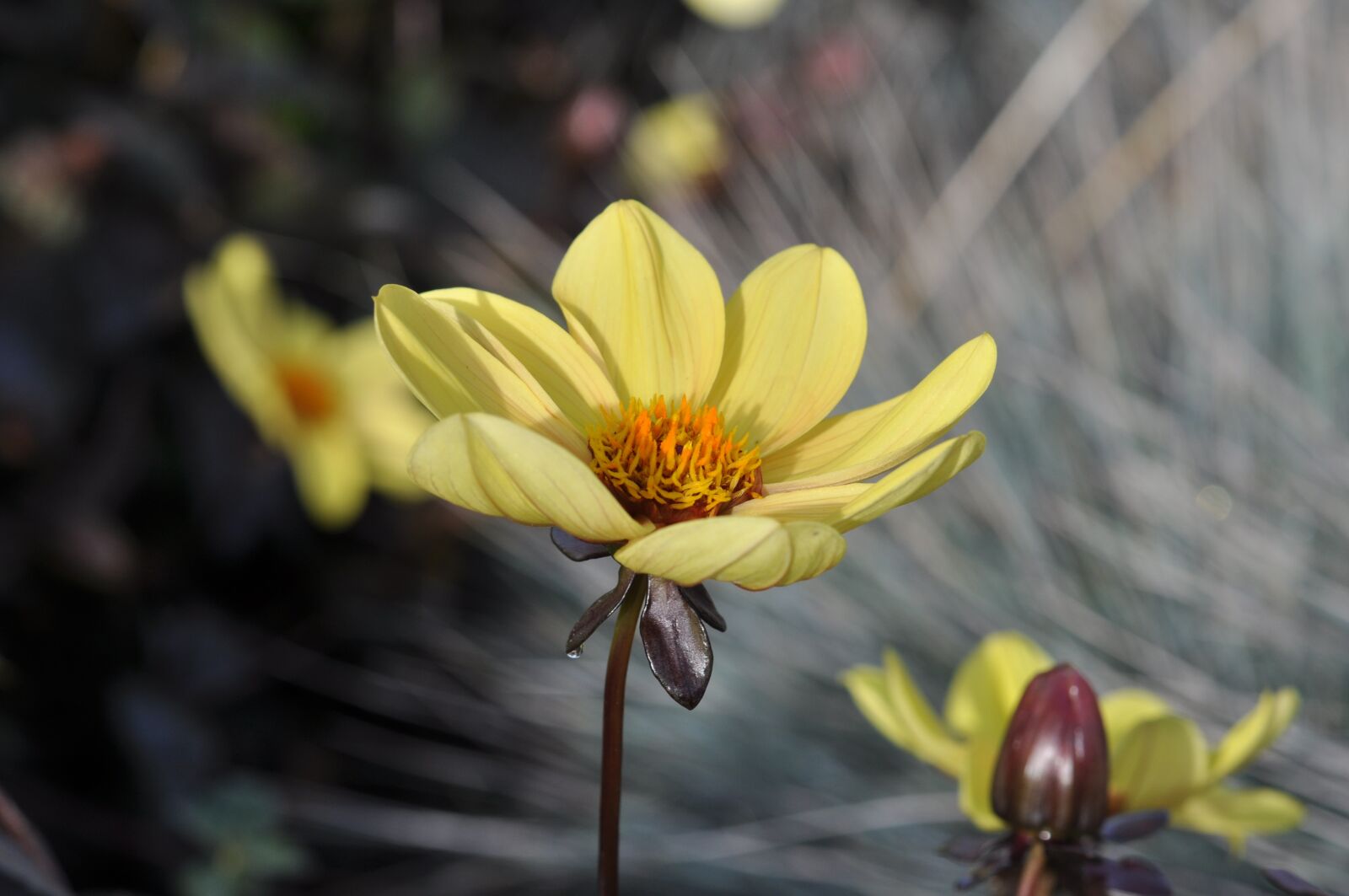 Nikon D5000 sample photo. Yellow, flower, garden photography