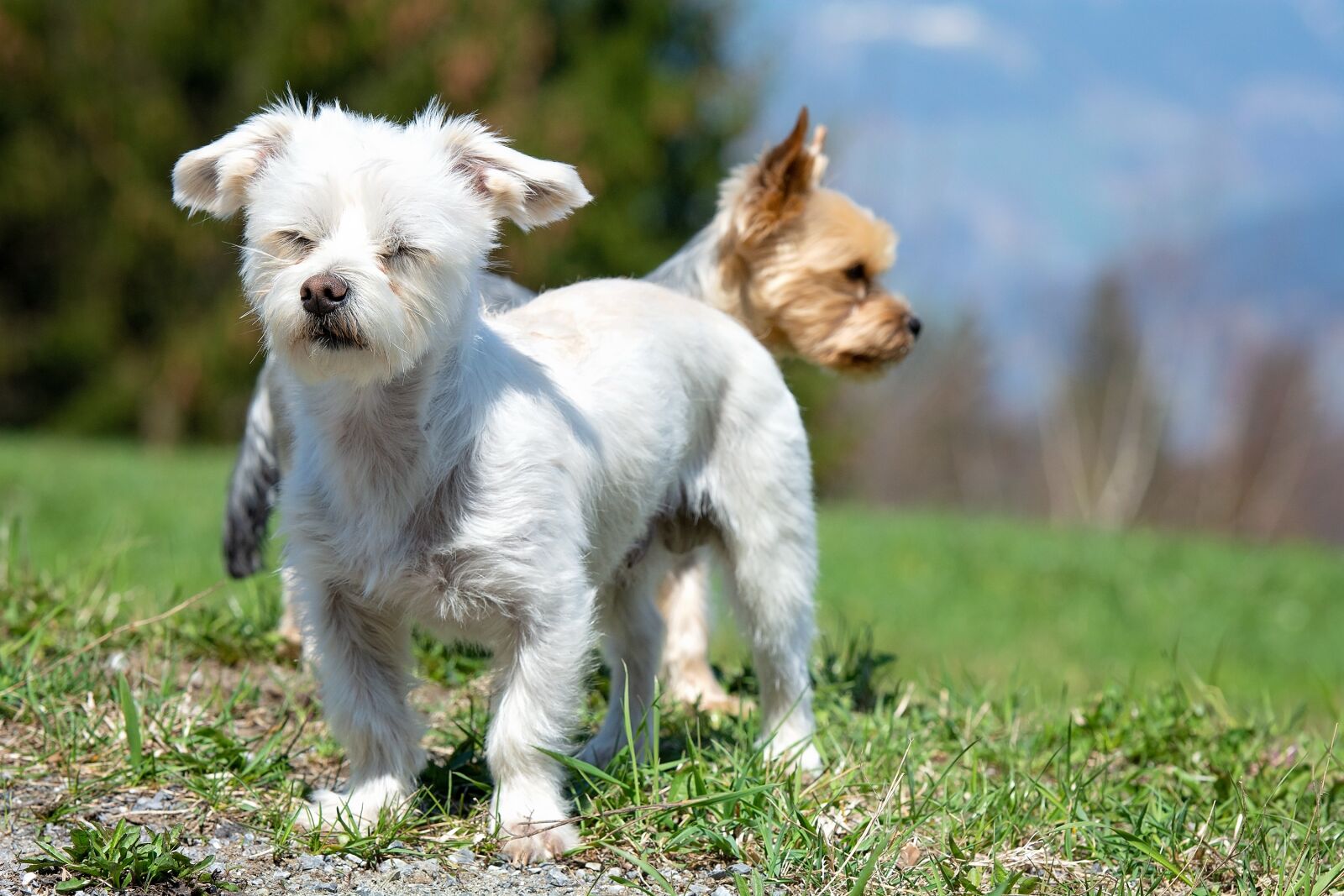 Nikon D7100 sample photo. Dogs, out, meadow photography