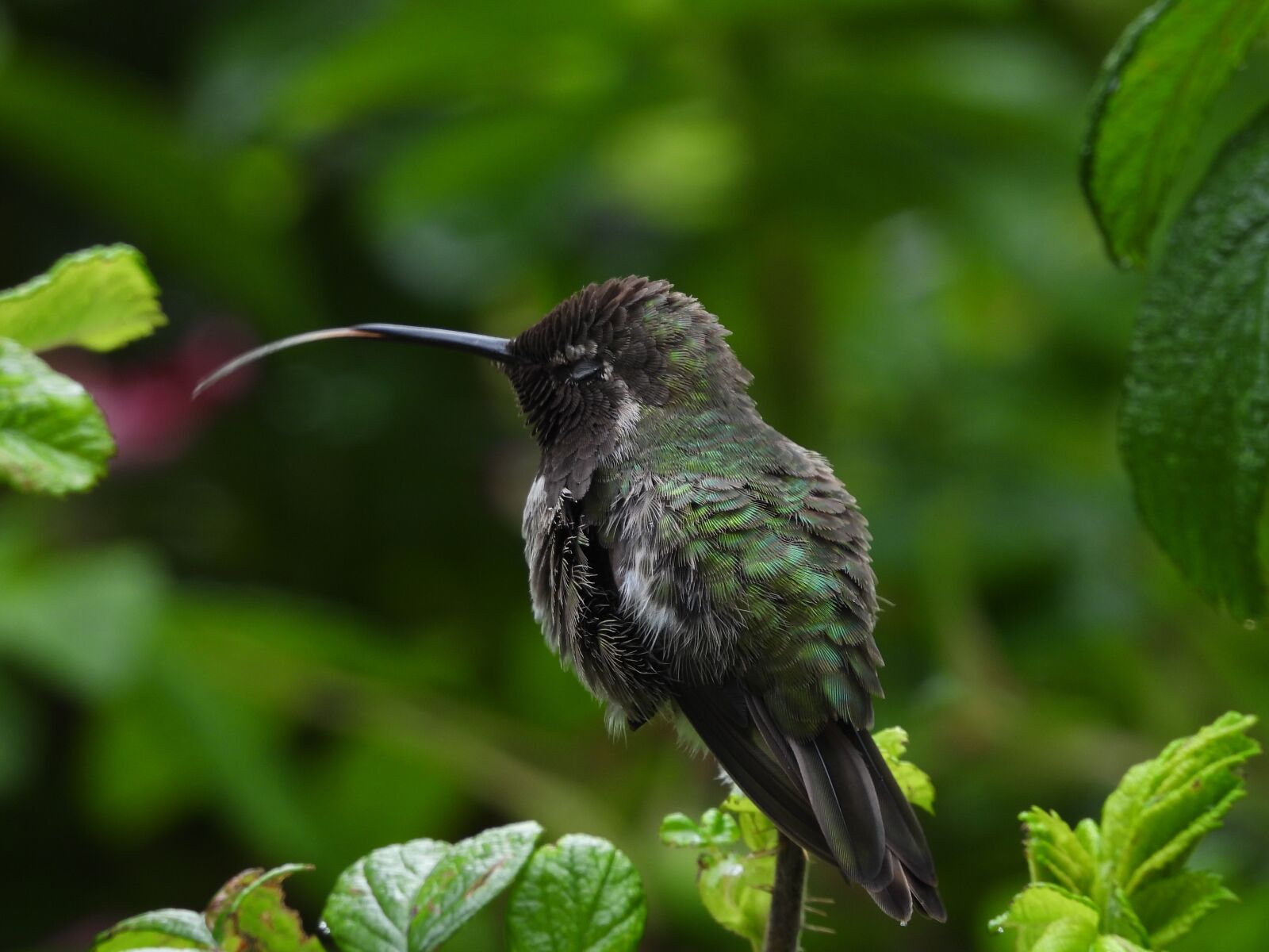 Nikon Coolpix P1000 sample photo. Ruby trotted, hummingbird, wildlife photography
