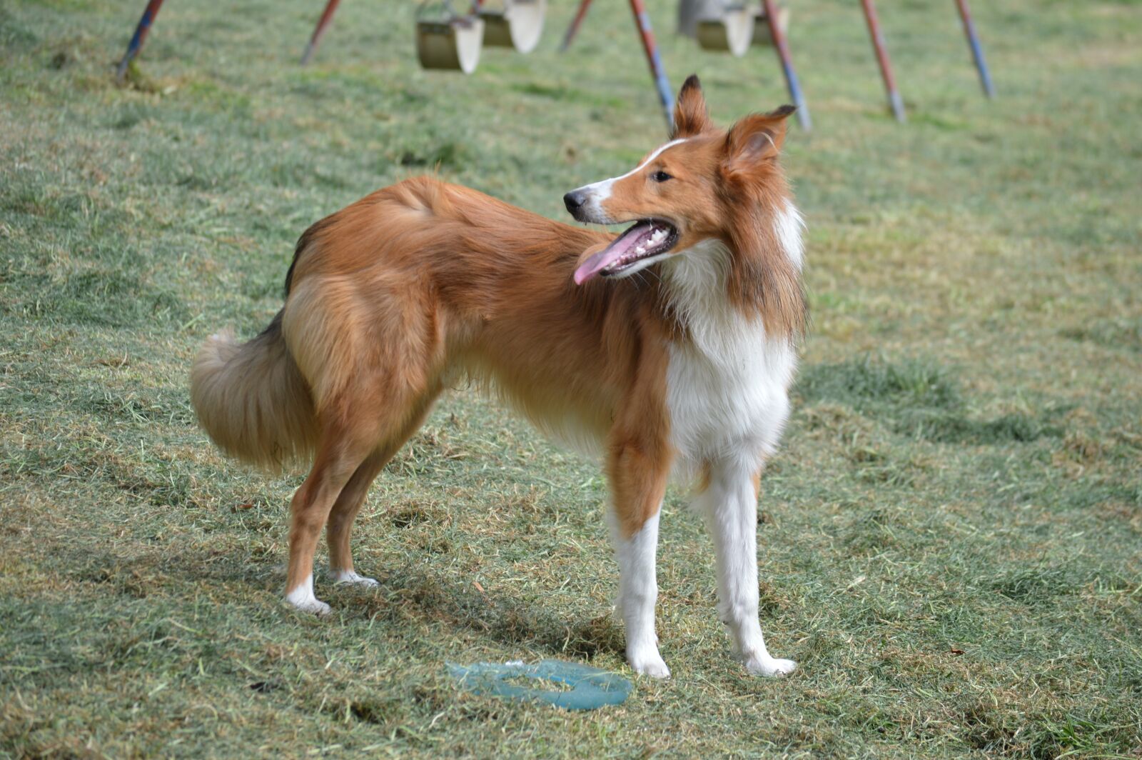 Nikon D3200 sample photo. Collie, puppy, pet photography