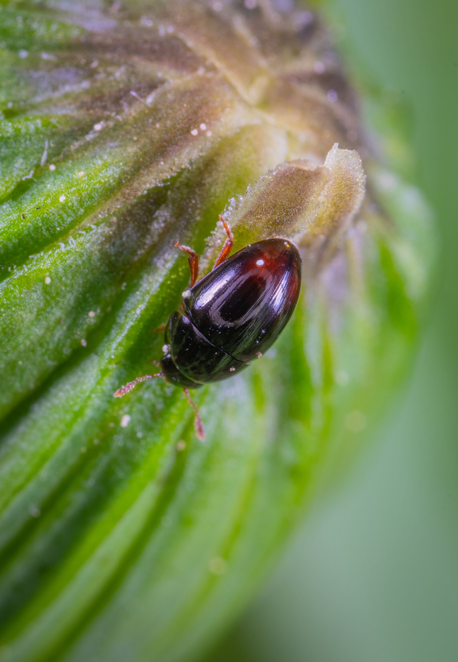#124 65/2.8 sample photo. Beetle, insect, macro photography