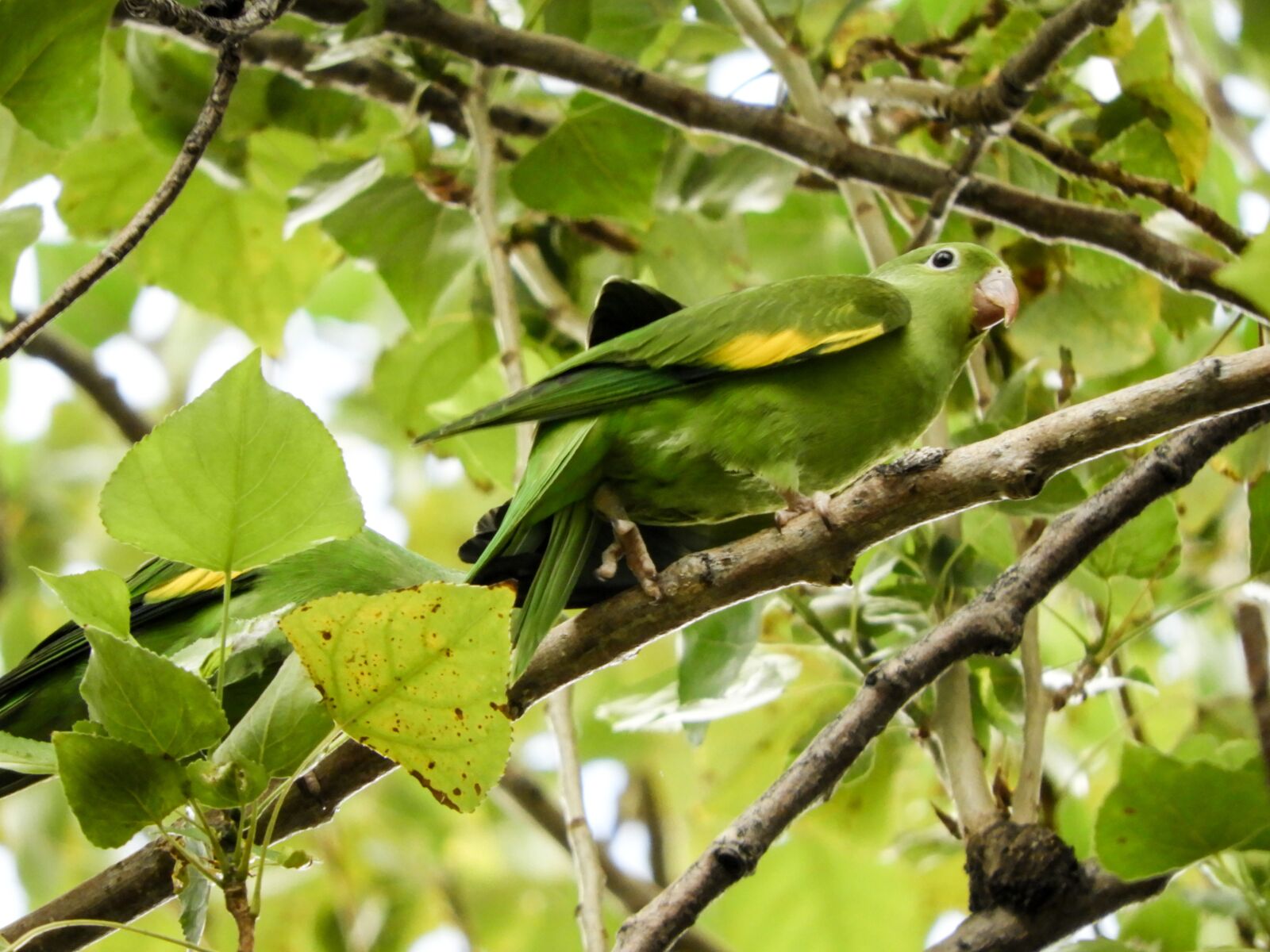 Nikon Coolpix B700 sample photo. Parrot, budgie, native photography