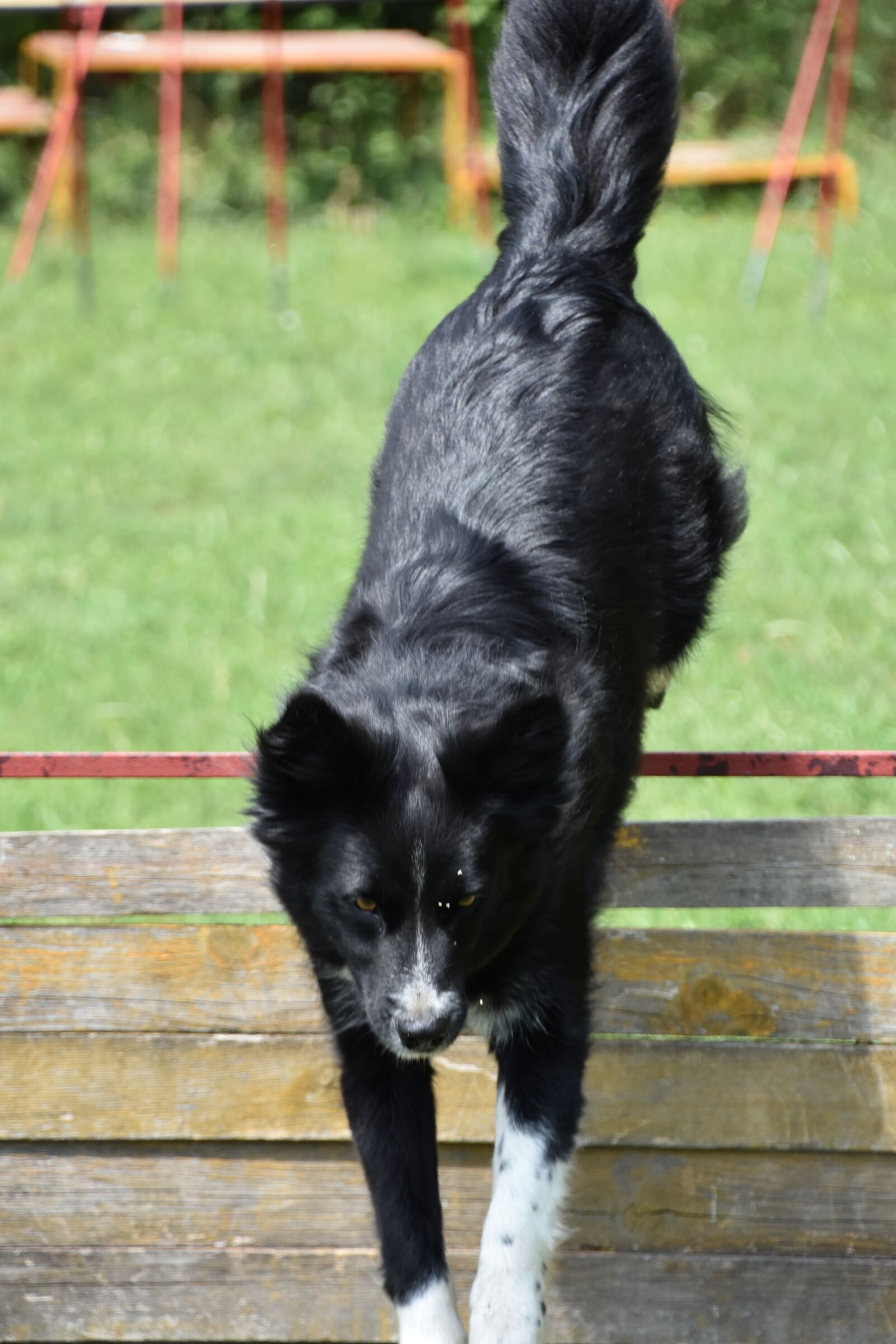Nikon D7200 sample photo. Dog, training, kaja photography