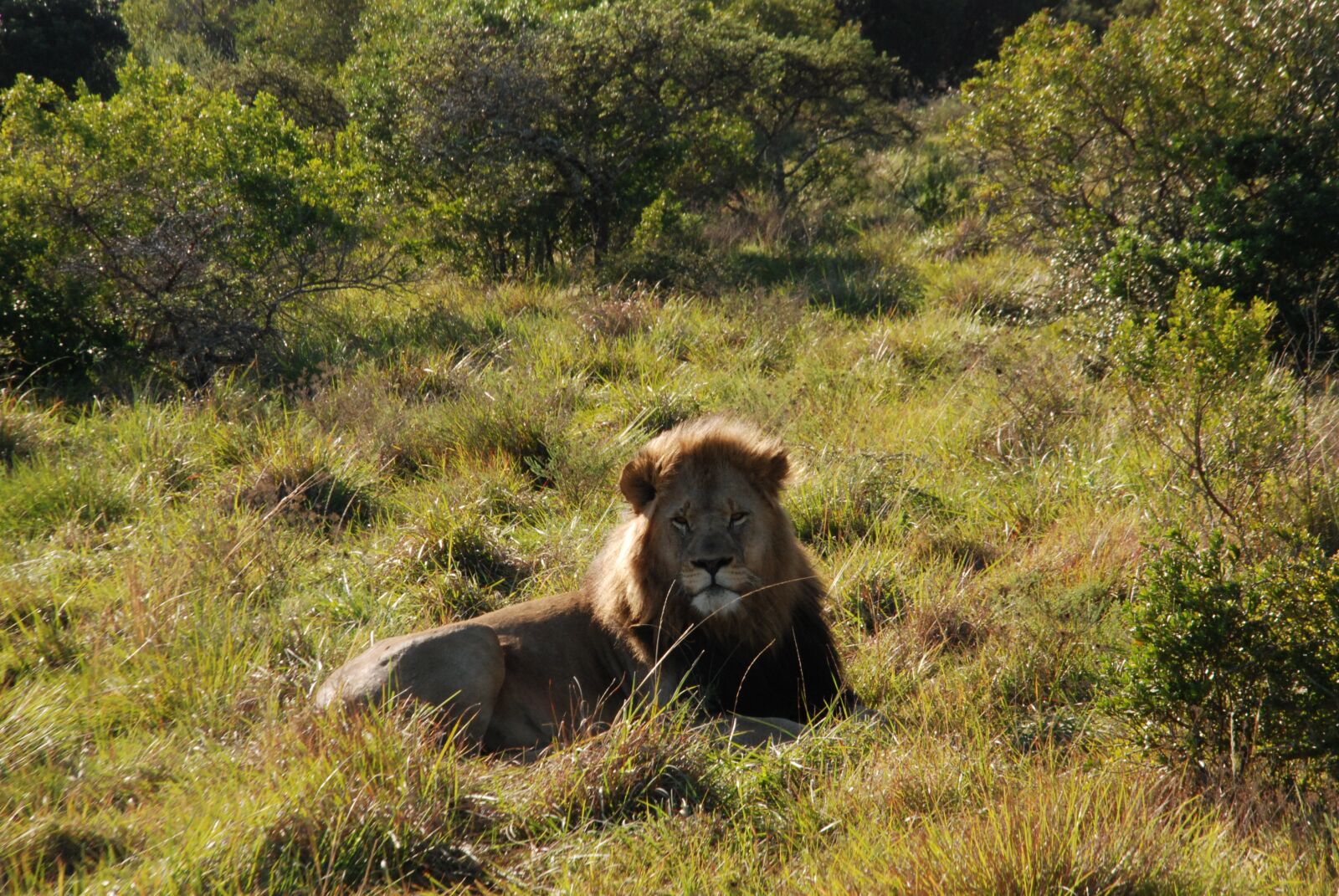 Nikon D80 sample photo. Lion, africa, predators photography