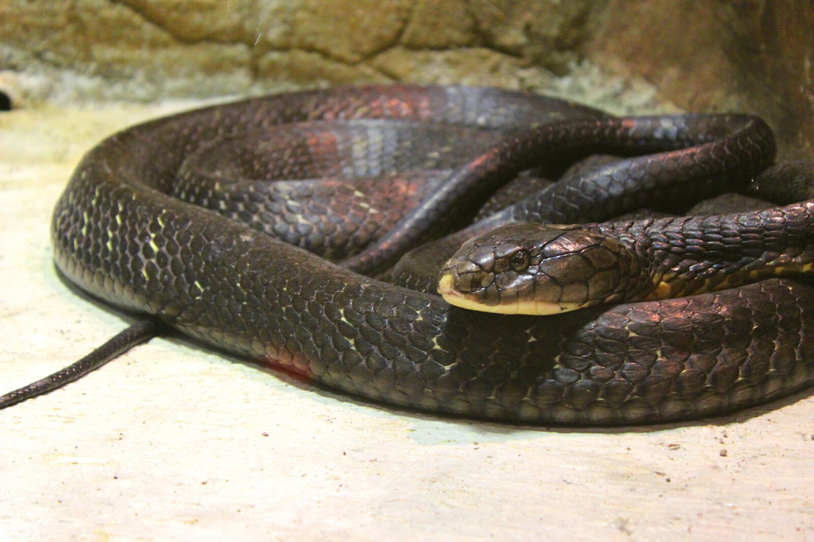 Canon EOS 600D (Rebel EOS T3i / EOS Kiss X5) sample photo. Snake, animal, zoo photography
