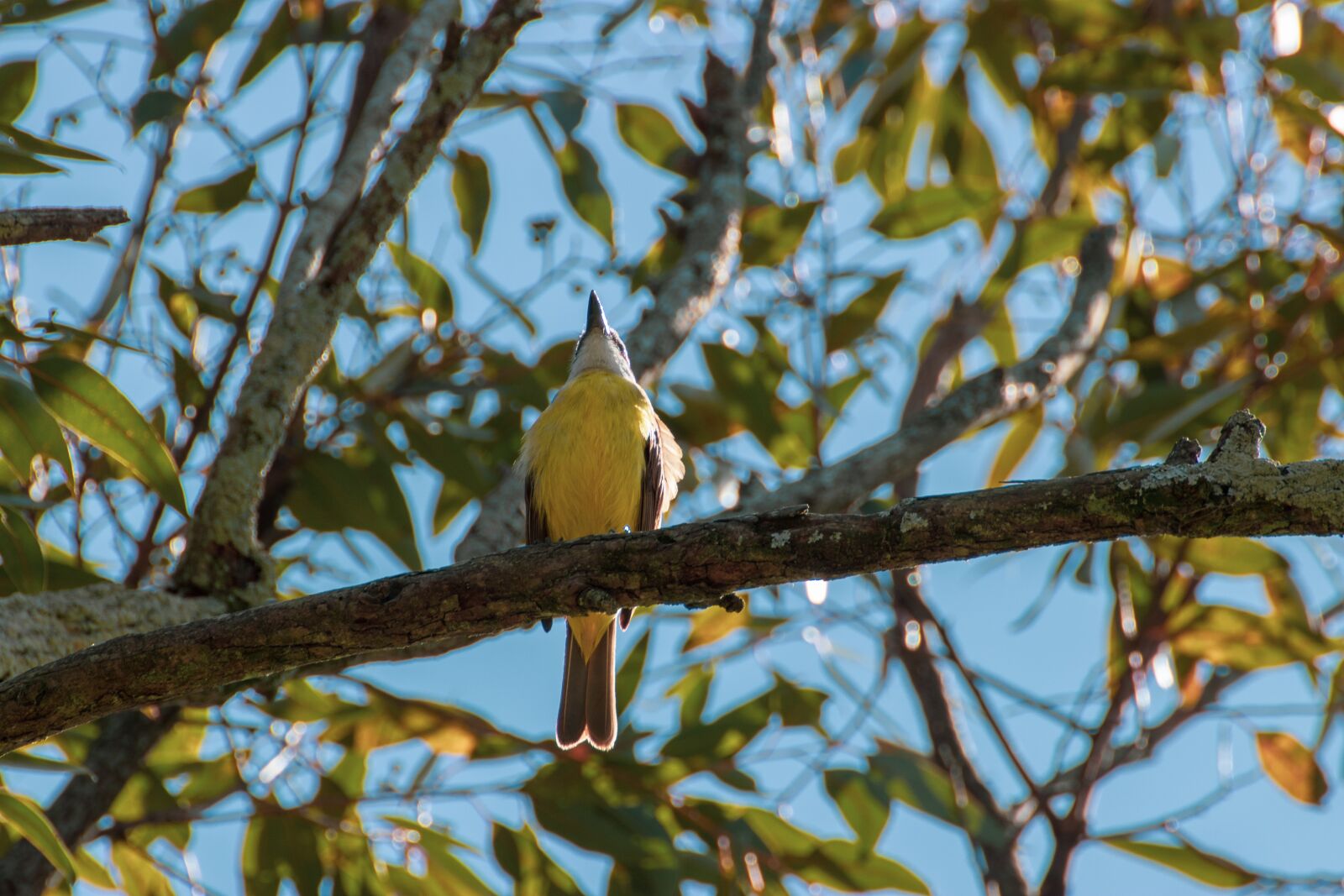 Canon EOS 200D (EOS Rebel SL2 / EOS Kiss X9) sample photo. Great kiskadee, bird, animal photography